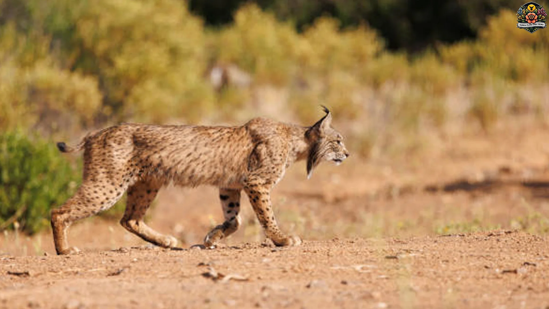 Lynx Iberia Legenda Hidup Dulu Nyaris Punah 2 Dekade Lalu