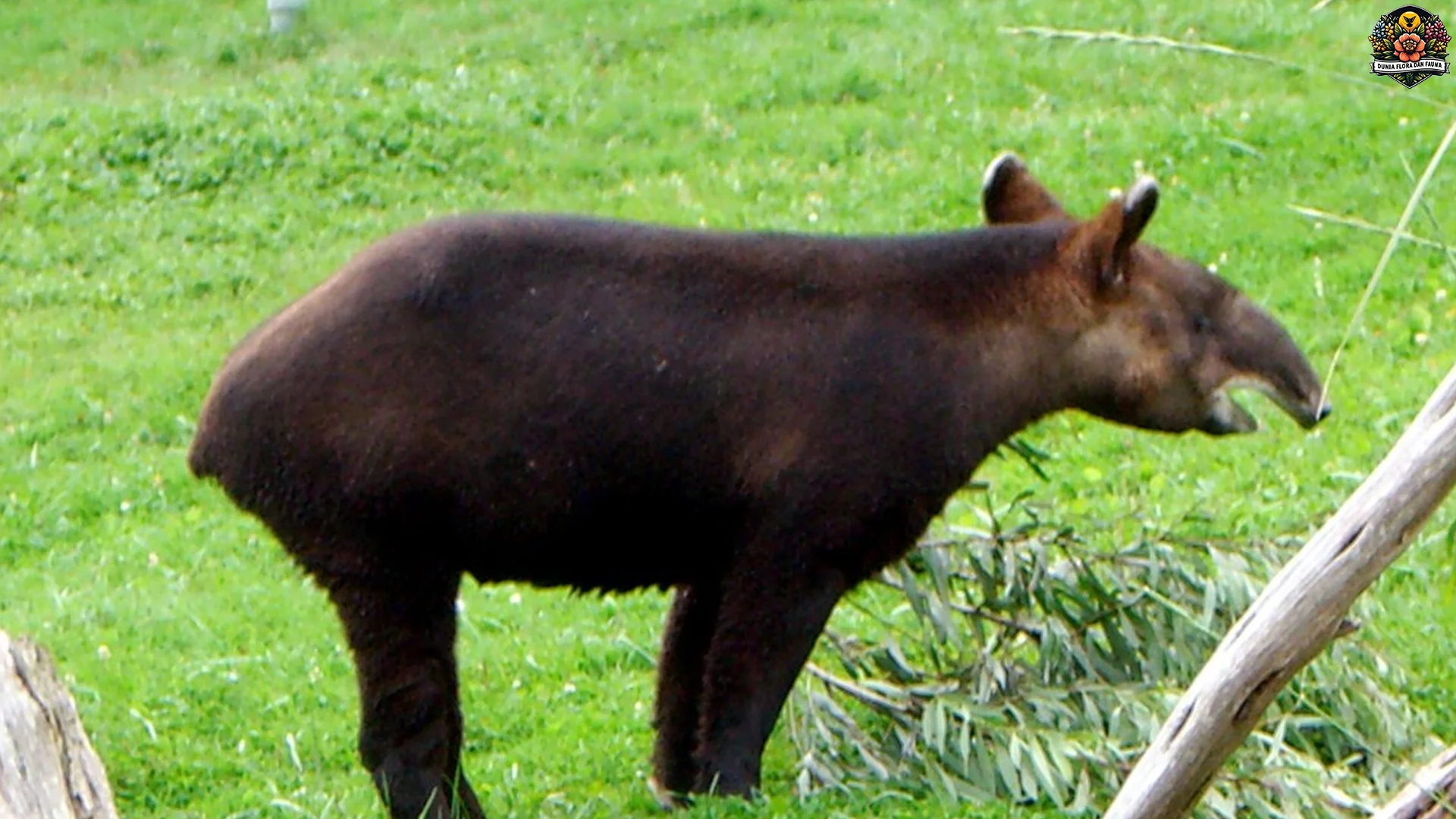 Kenalan Sama Tapir Gunung, Satwa 6 Ribu Meter yang Hits Abis