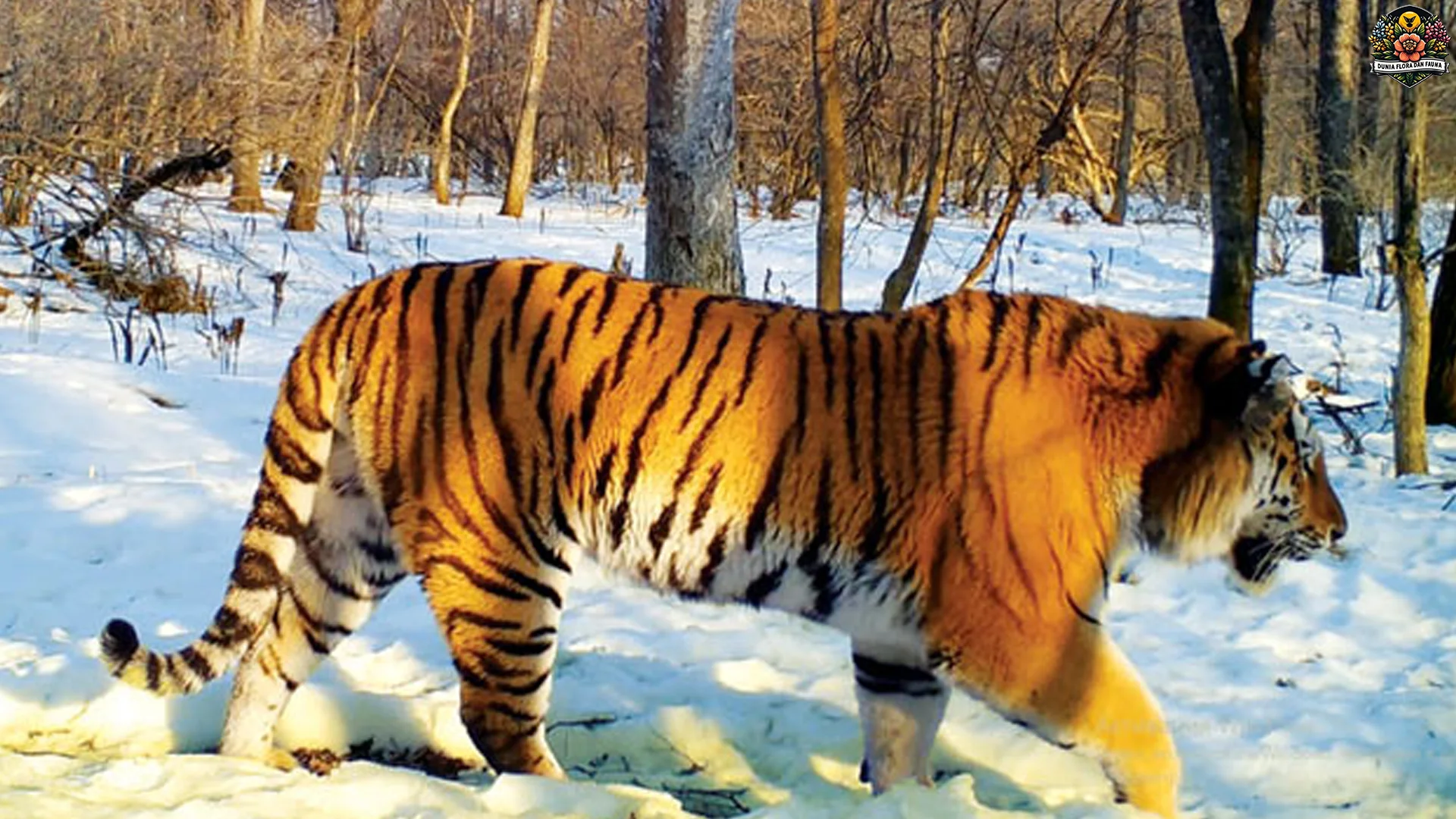 5 Cara Harimau Siberia Bertahan di Alam yang Super Ekstrem
