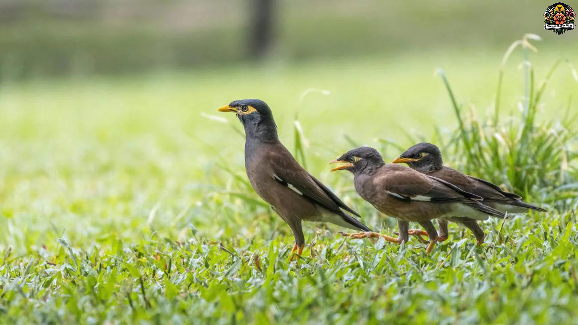 Dari Paruh sampai Cara Hidup, Ini 4 Hal Unik si Kerak Kerbau