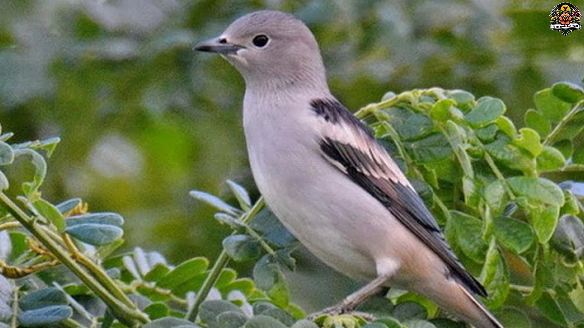 Jalak Tiongkok & 4 Ciri Fisik Unik yang Bikin Auto Terpesona