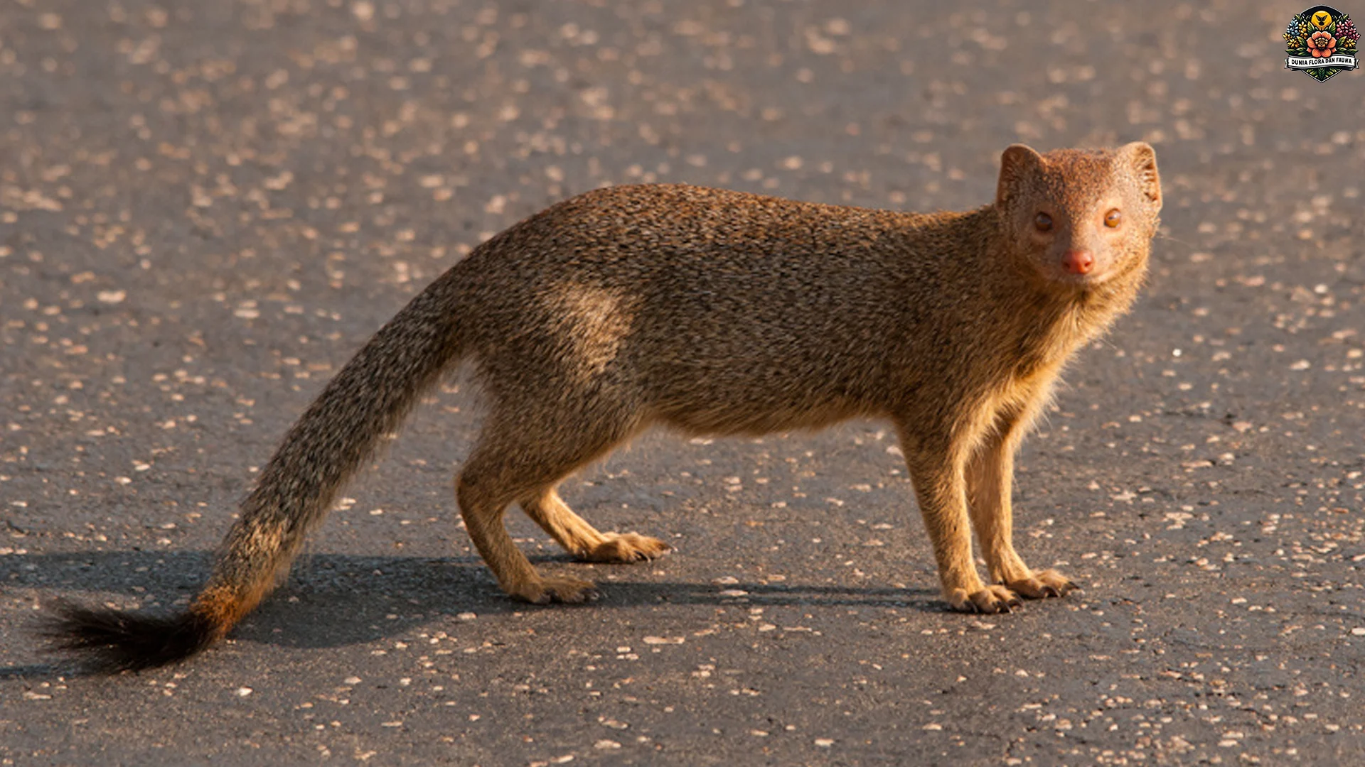 Menjadi Pemburu: 5 Keahlian Herpestes yang Perlu Kamu Ketahui