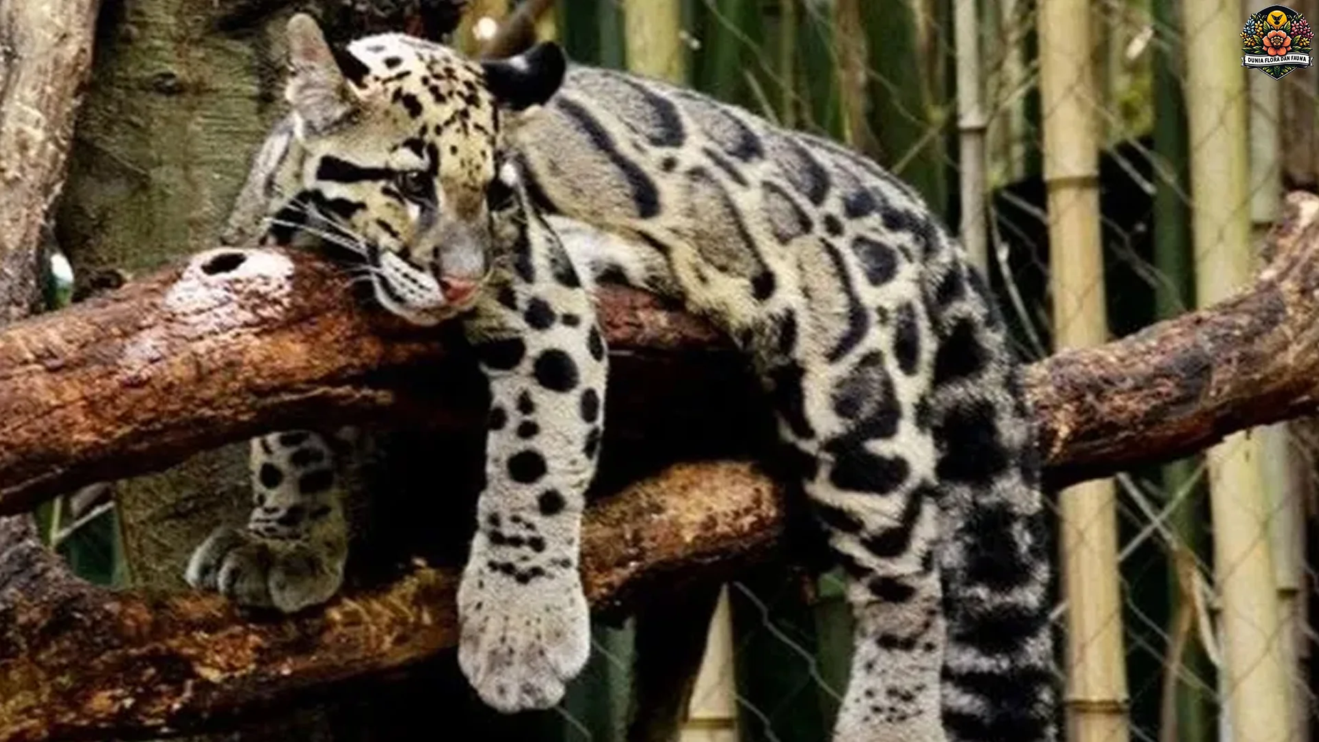 Ternyata Macan Dahan Bisa Lari Sampai 5 Km/jam, Nih Bocoran Lengkap