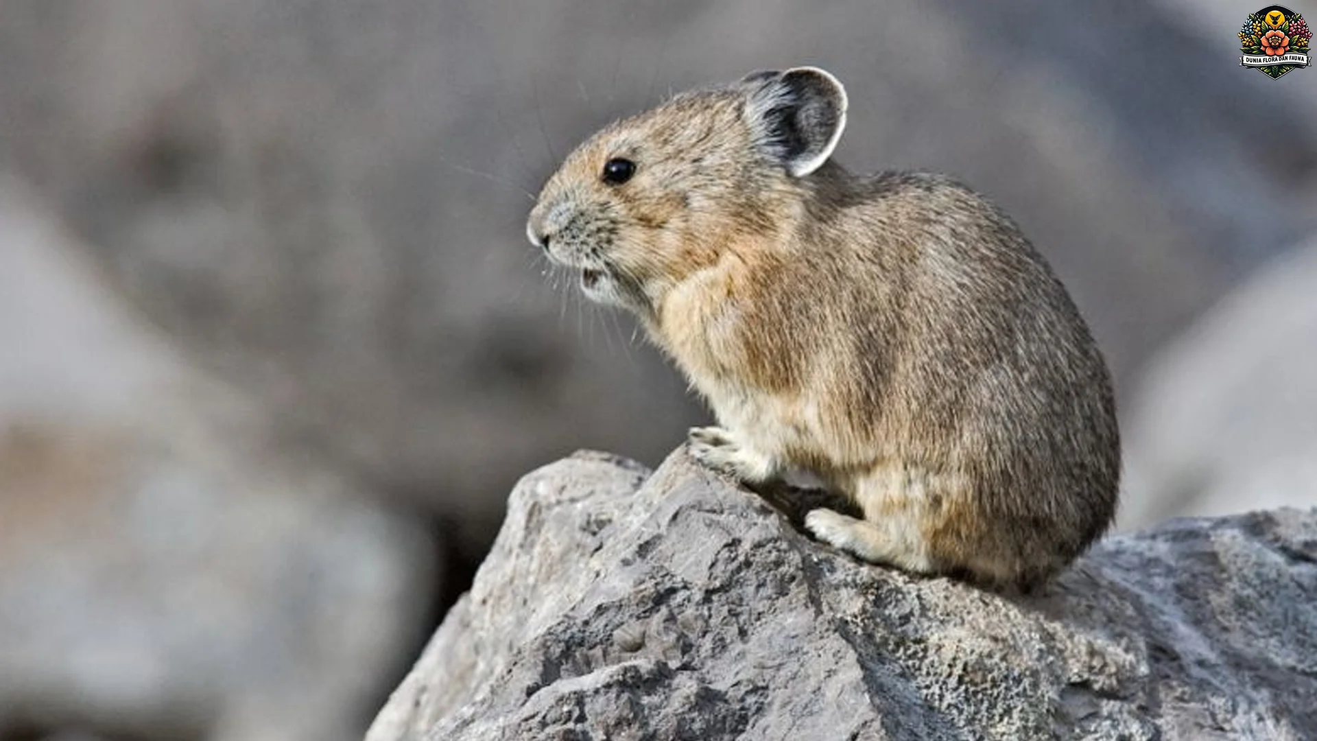 5 Kejutan Tentang Pika yang Sering Dianggap Kelinci Batu