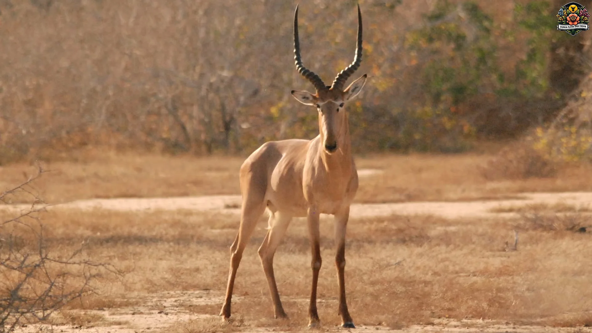 Ngehits Banget! 5 Cara Hirola Bertahan di Habitat Super Ekstrim