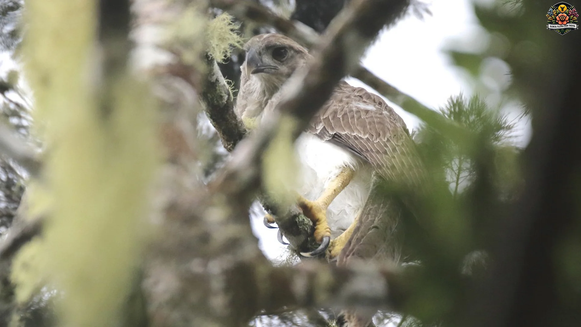 Burung Paling Savage? 5 Aksi Rajawali Papua yang Bikin Melongo
