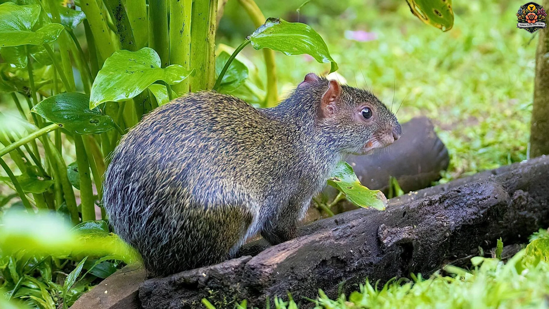 Hewan Agouti: 5 Hal yang Membuatnya Spesial di Dunia Satwa