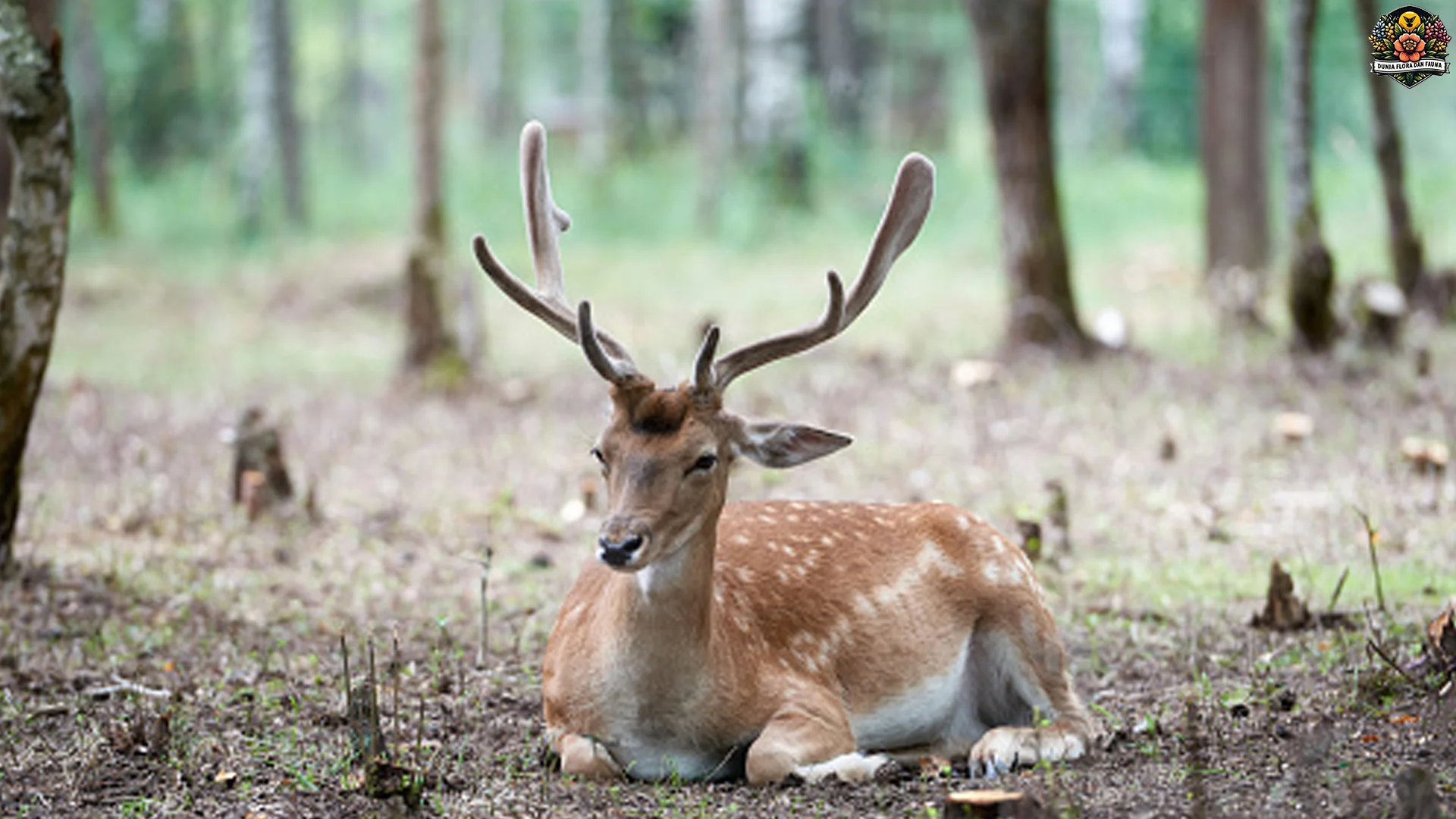 5 Hal Keren Ngeunaan Rusa Bera Eropa Nu Jarang Pisan Tahu