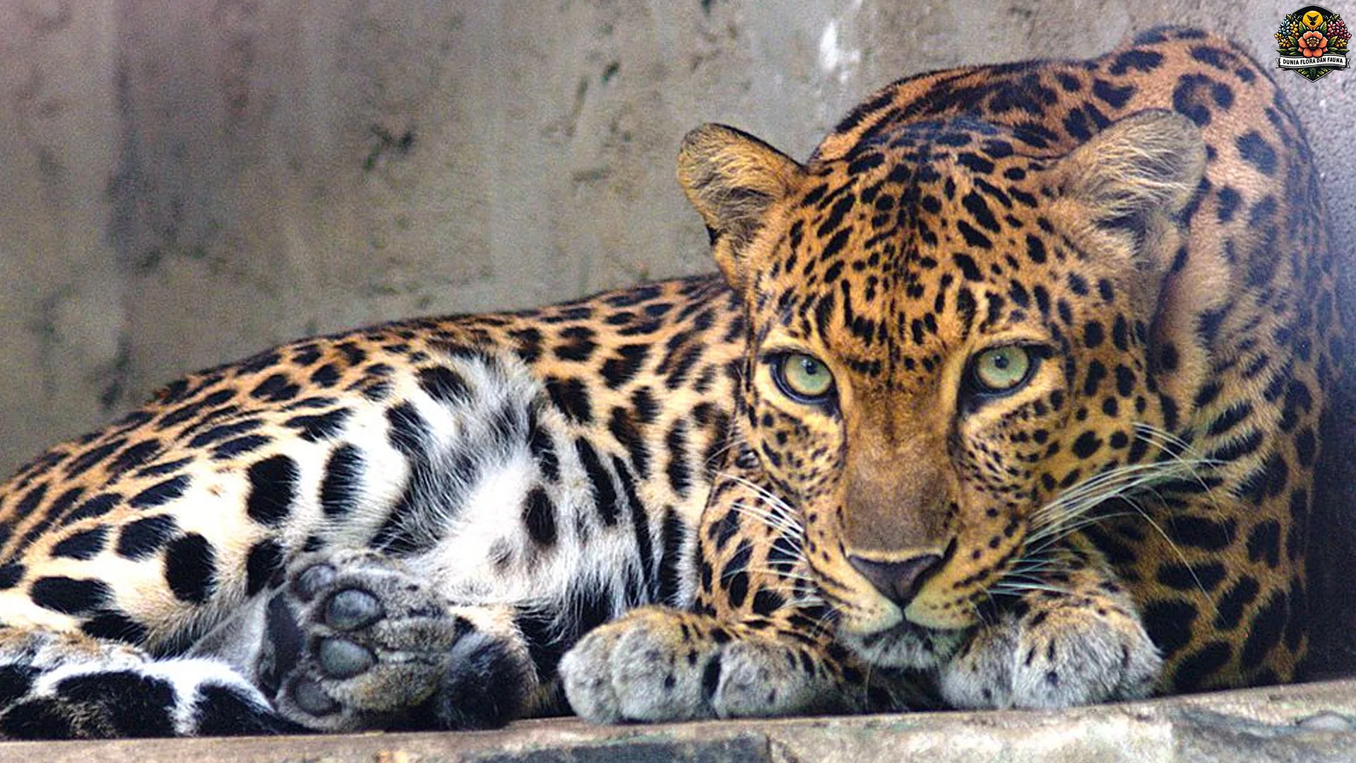 Gila Macan Tutul Indocina Bisa Melompat Sampai 3 Meter Loh!