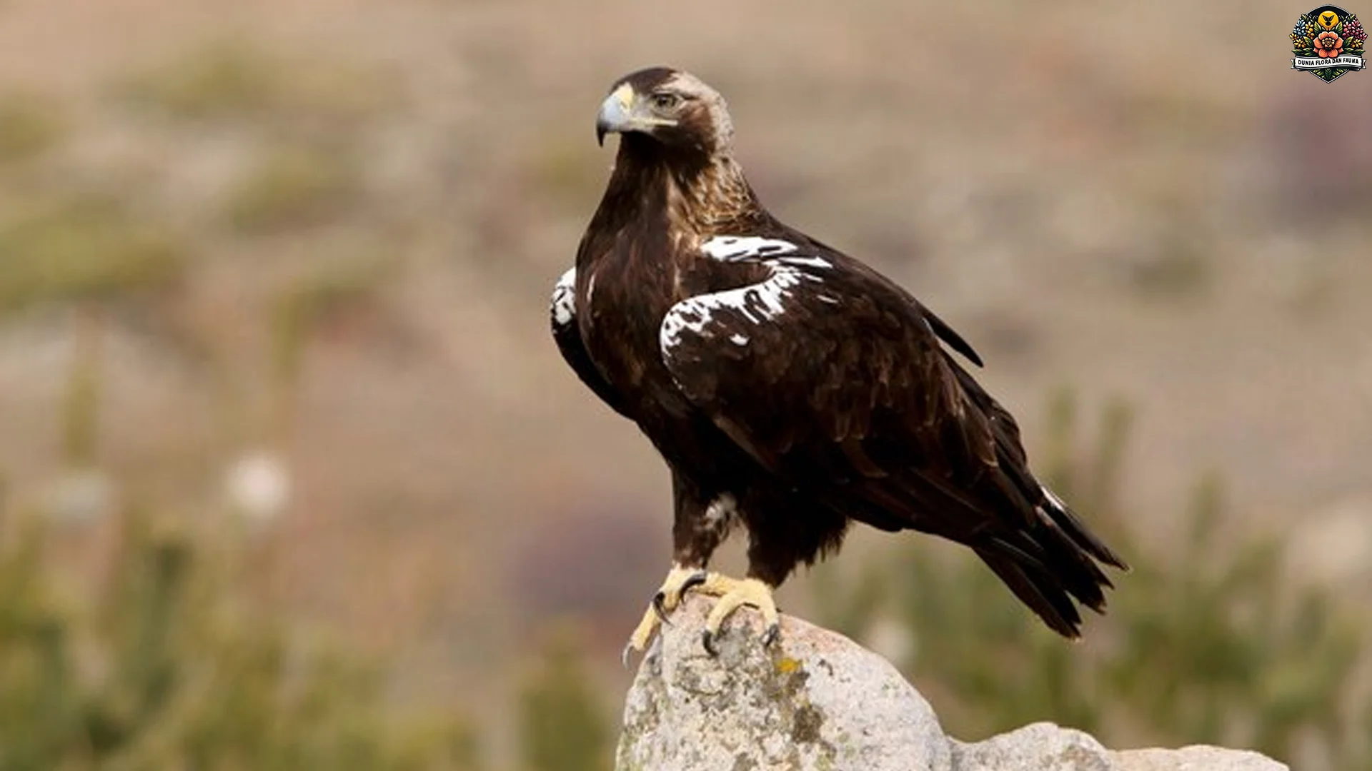 Ngulik 5 Habitat Rahasia Aquila Adalberti di Pegunungan Spanyol