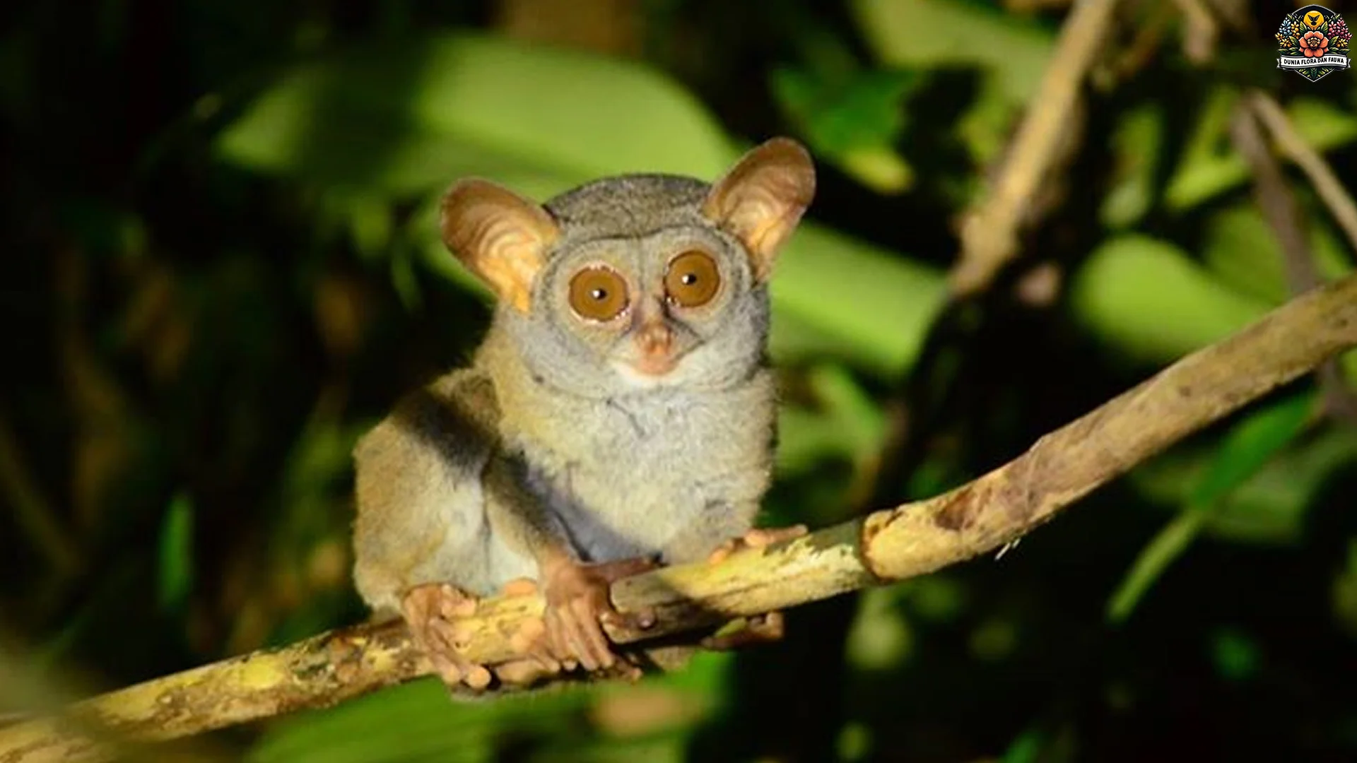 5 Alasan Tarsius Tumpara Jadi Primata Paling Langka di Indonesia