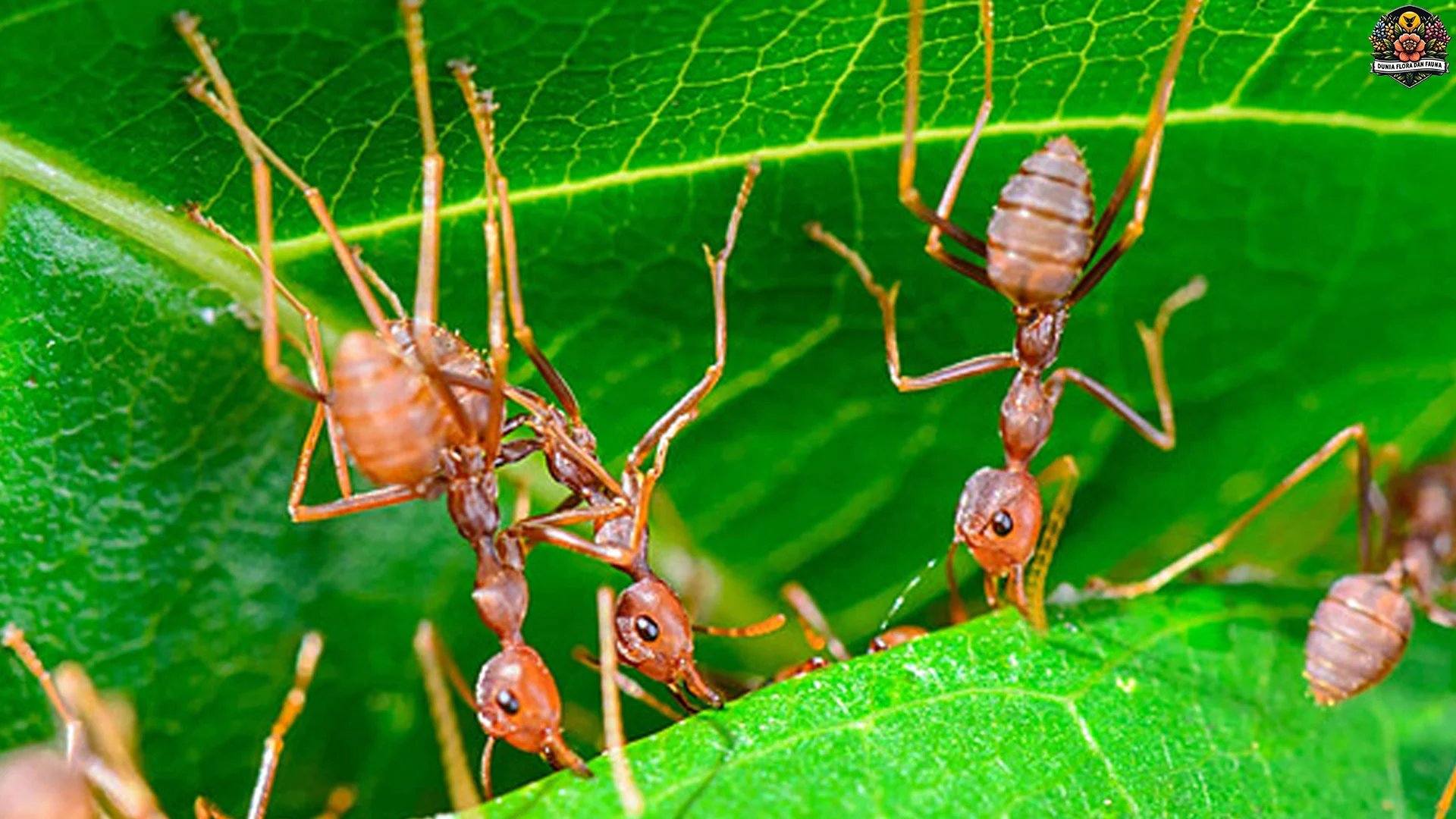 5 Aspek Menarik dalam Kehidupan Semut Penenun Yang Menginspirasi