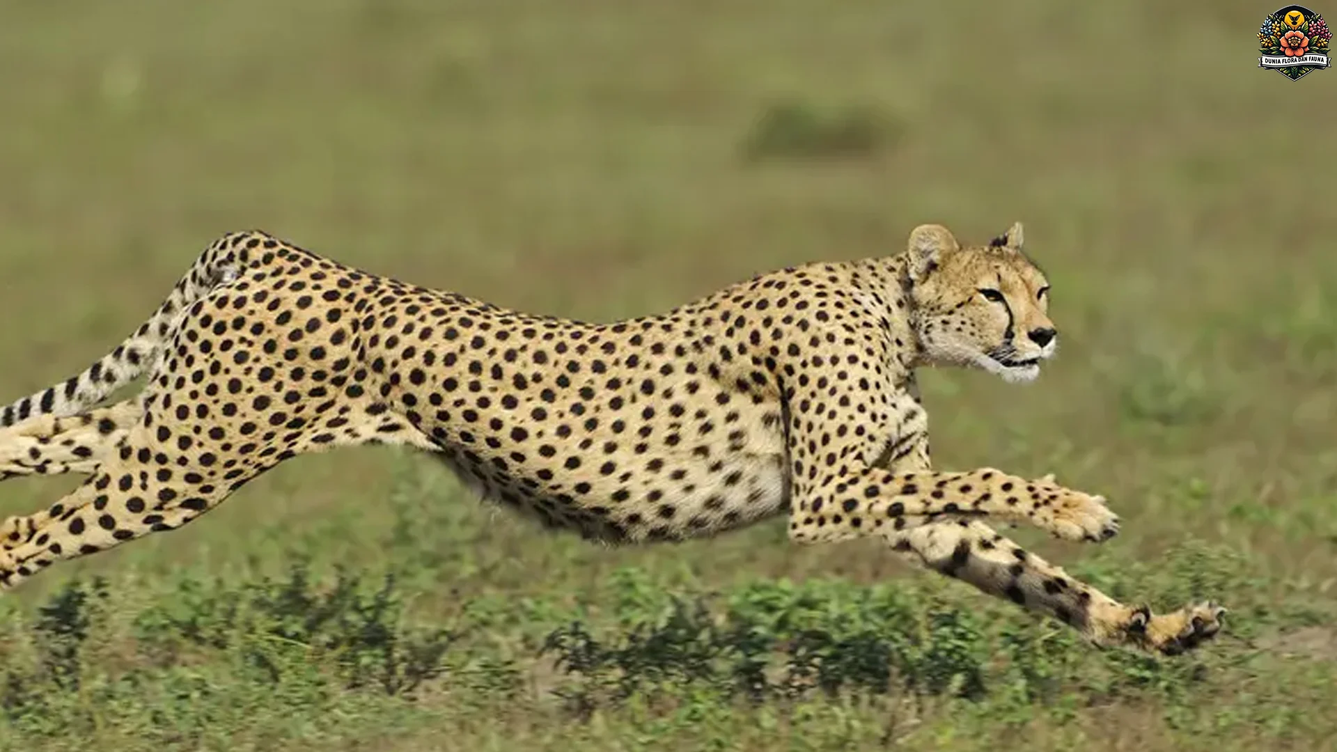 5 Aksi Citah Afrika Timur yang Bikin Kamu Terpesona