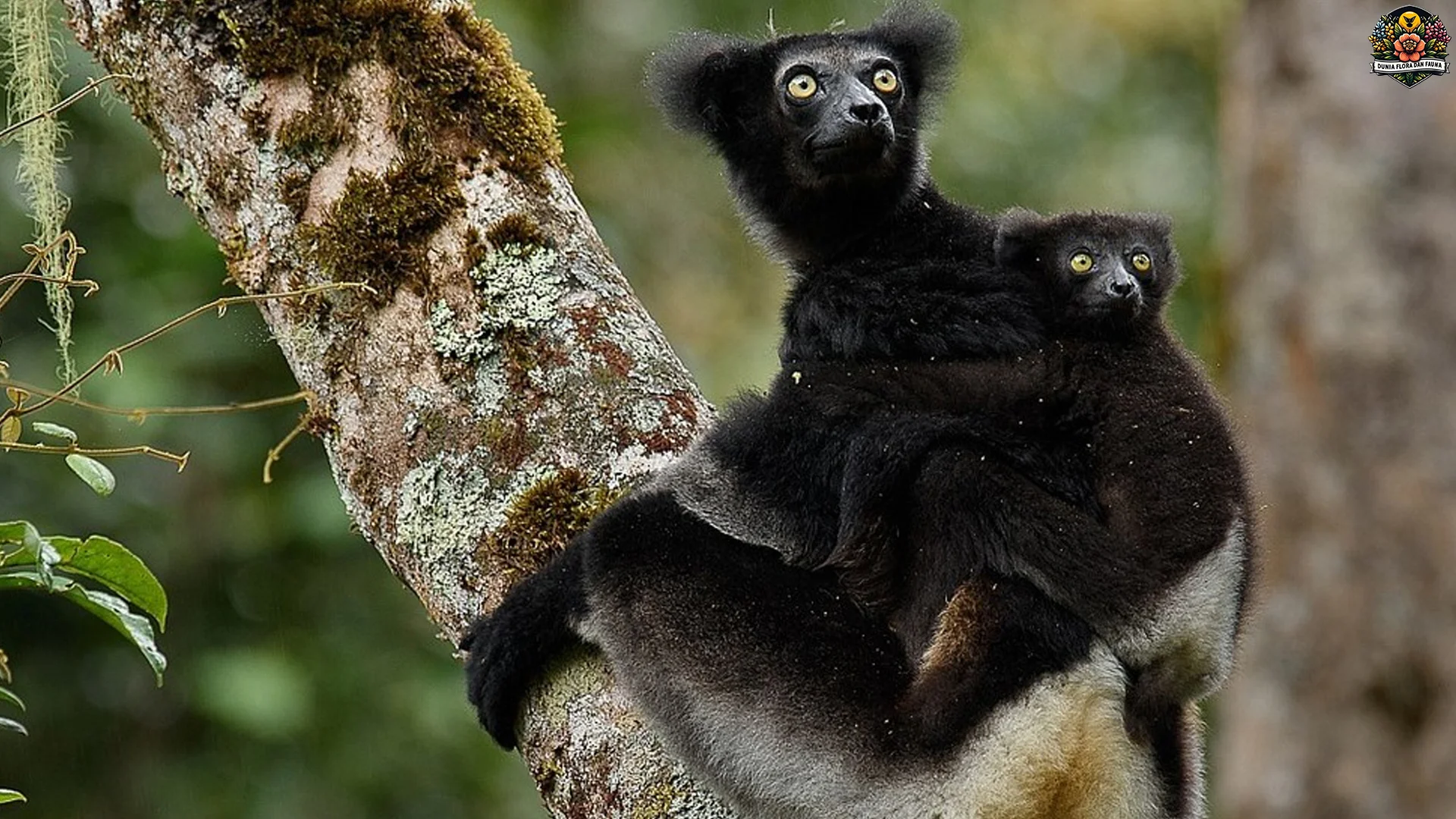 5 Keajaiban Ti Indri Anu Ngajarkeun Lo Pentingna Pelestarian