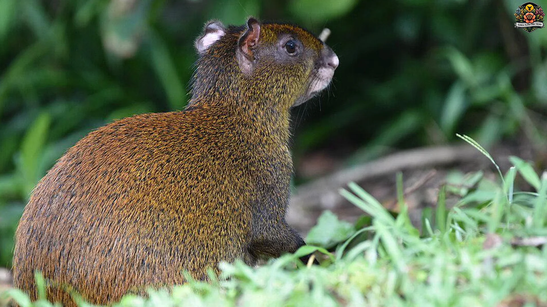 Hewan Agouti: 5 Hal yang Membuatnya Spesial di Dunia Satwa