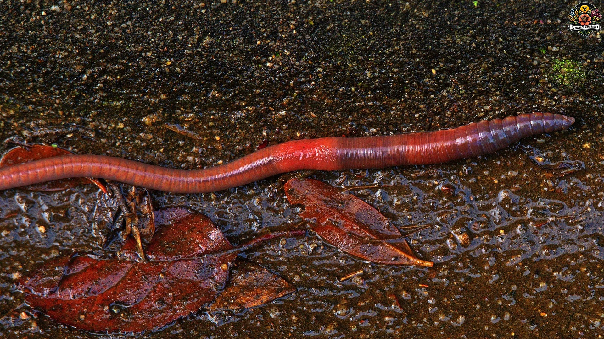 Cacing Tambang: Parasit Kecil Dengan 5 Habitat Unik Di Tanah Tropis 3 Cacing Tambang: Parasit Kecil Dengan 5 Habitat Unik Di Tanah Tropis