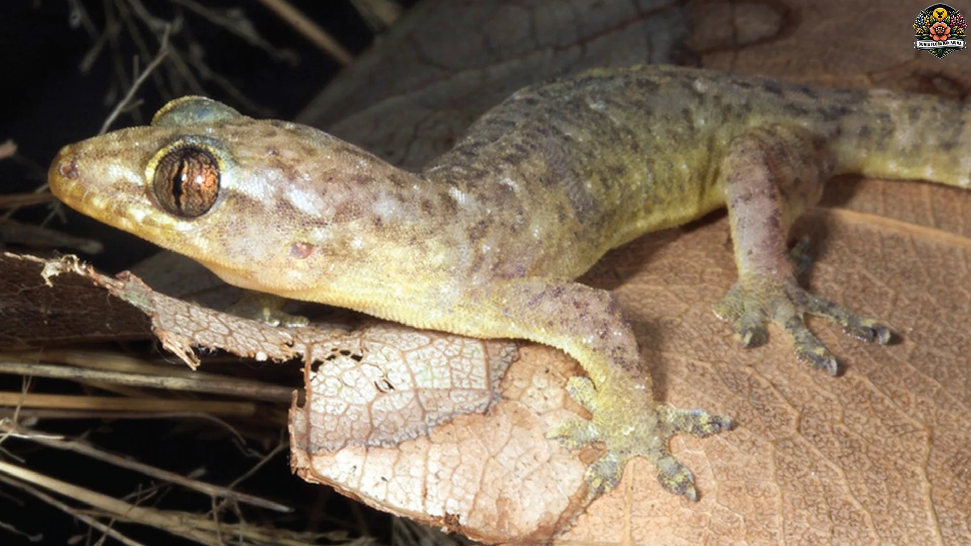 Cicak Gula Punya Gaya Hidup Unik 5 Alasan Jadi Spesies Menarik