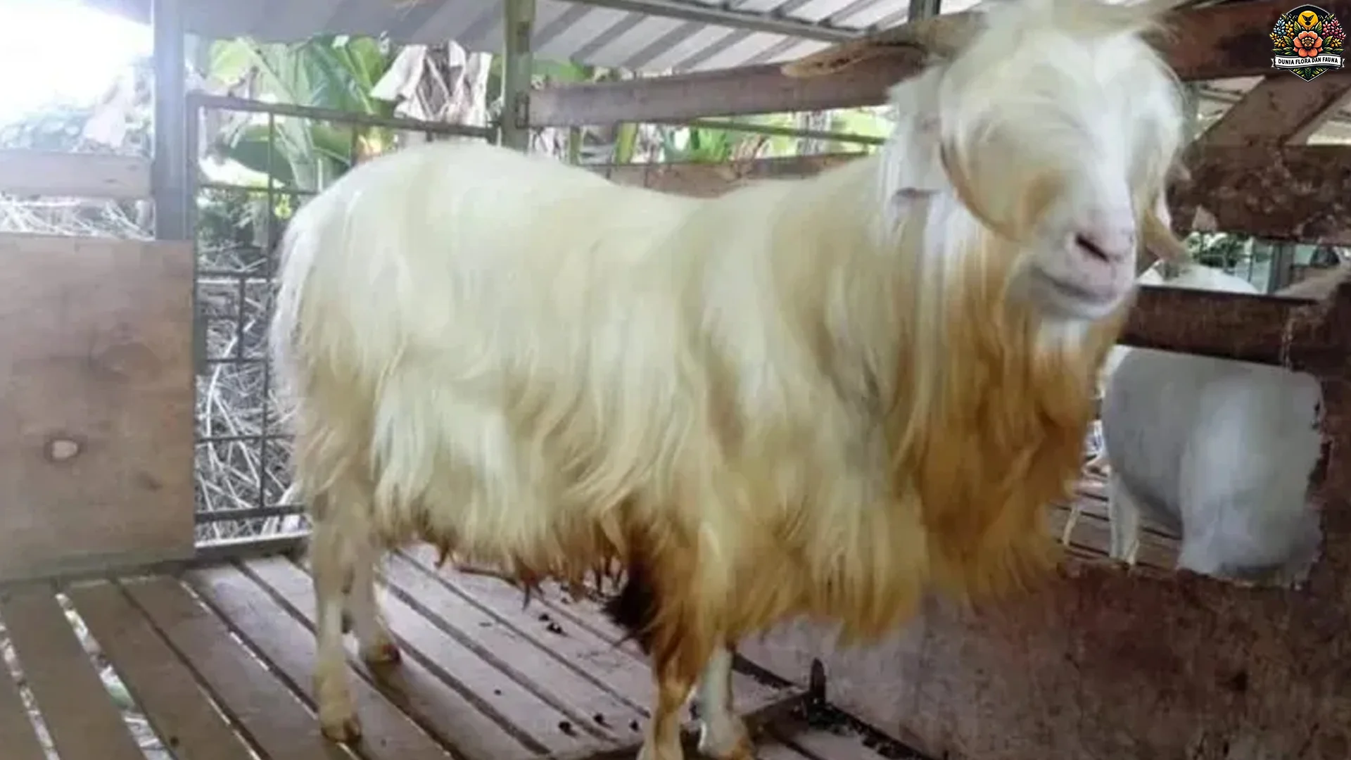 Konservasi Kambing Gembrong: 4 Upaya Selamatkan Ras Langka 2 Konservasi Kambing Gembrong: 4 Upaya Selamatkan Ras Langka