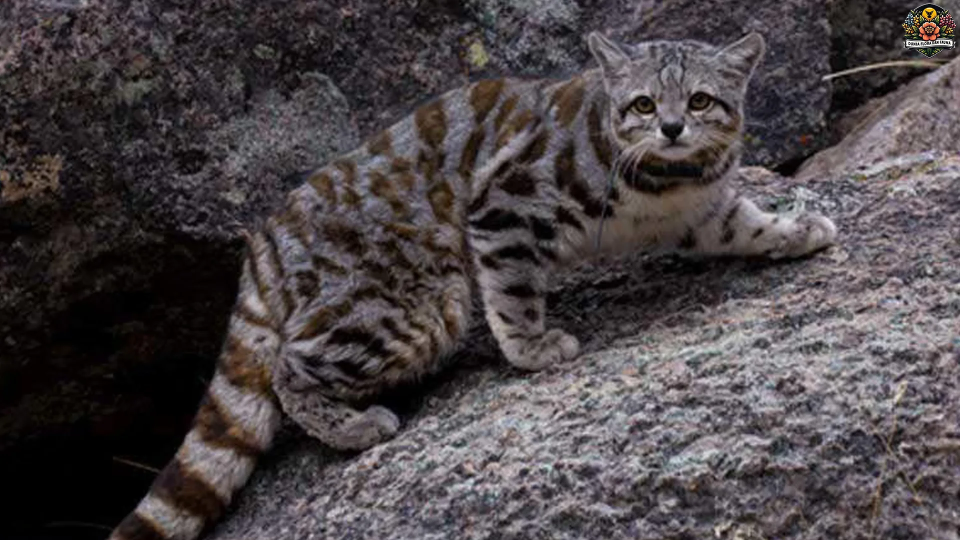 5 Daya Tarik Kucing Andes yang Buat Para Peneliti Kagum Parah