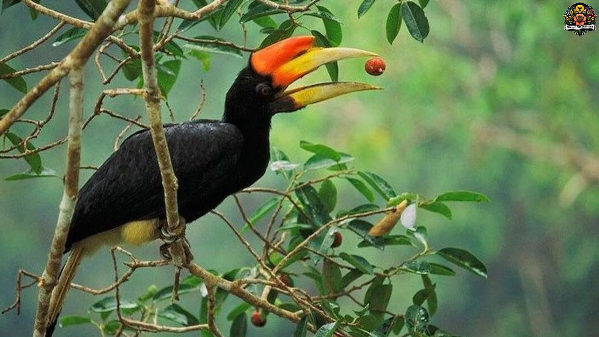 Rangkong Gading 5 Super Keunikan yang Bikin Kamu Pengen Deketin