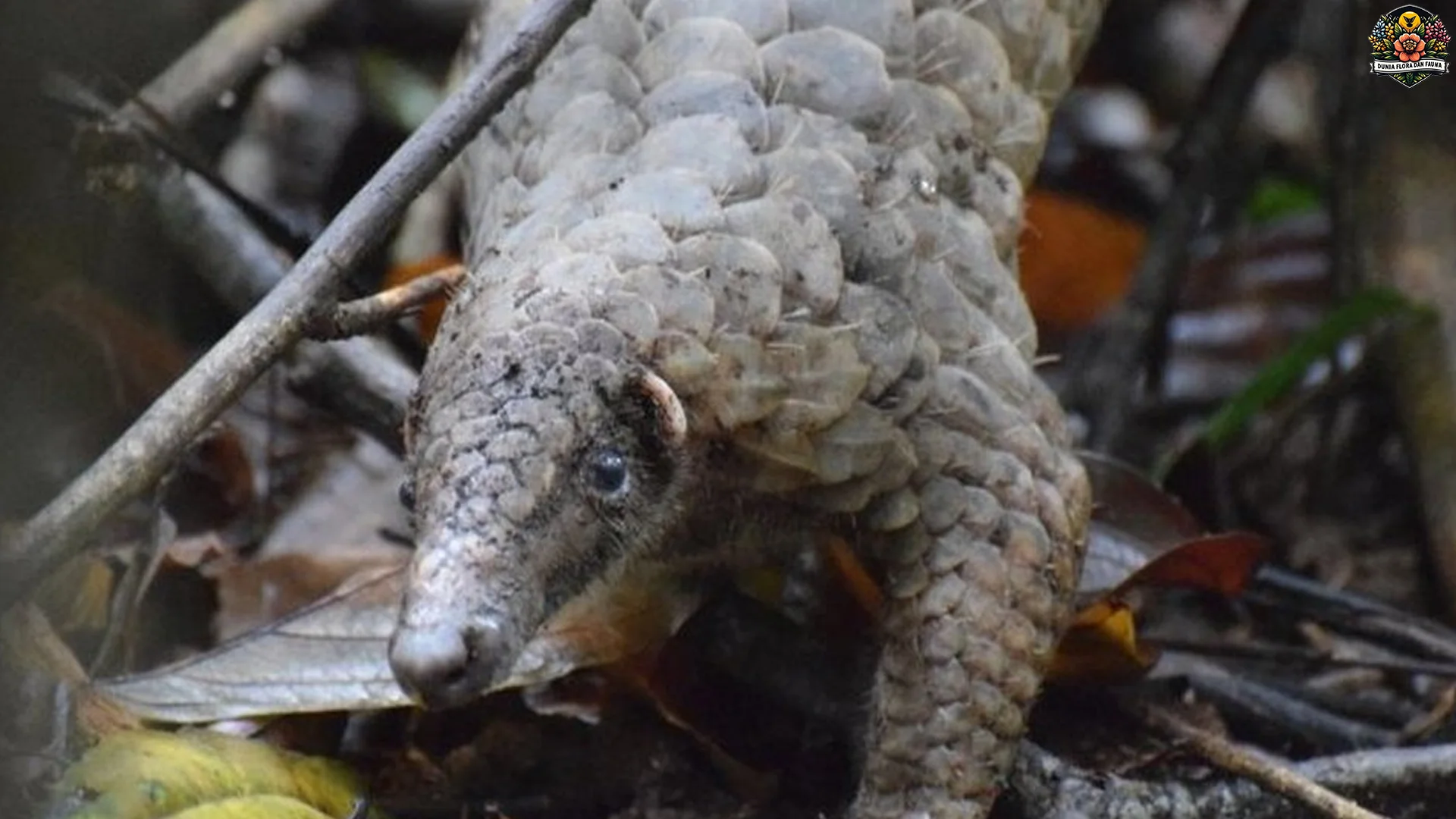 Pernah Denger? Trenggiling Sunda dengan 4 Kebiasaan Unik ini 2 Pernah Denger? Trenggiling Sunda dengan 4 Kebiasaan Unik ini