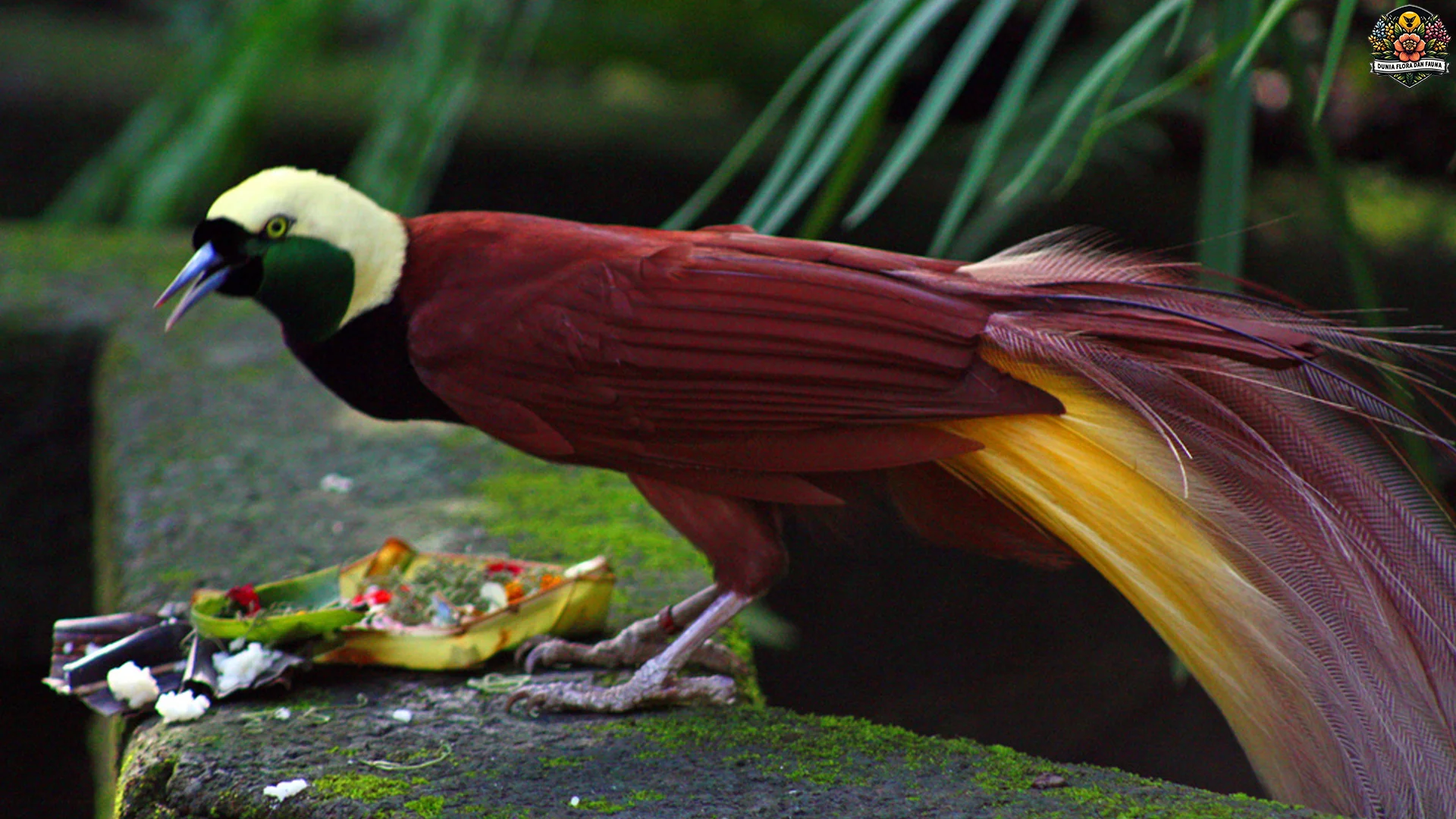 Keceparan 5 Fakta Burung Paradisaea yang Bikin Kamu Melongo