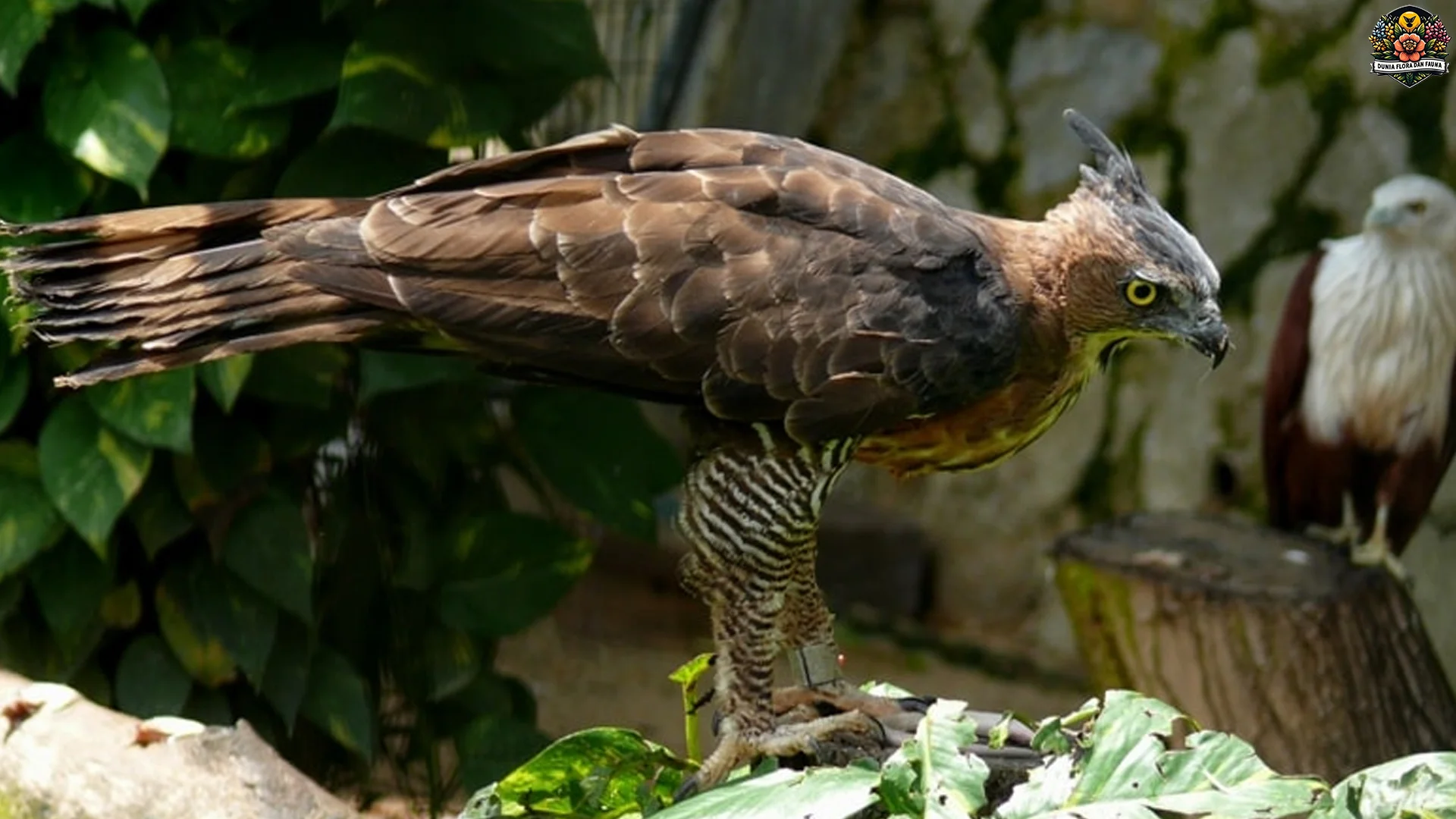 Mengupas 5 Daya Tarik Ekstra Elang Wallace di Dunia Burung