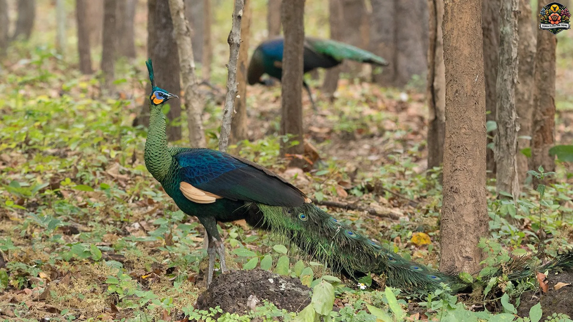 Perilaku Merak Hijau Waspada, 4 Aktivitas Harian Berjalan 70% Gila 2 Perilaku Merak Hijau Waspada, 4 Aktivitas Harian Berjalan 70% Gila