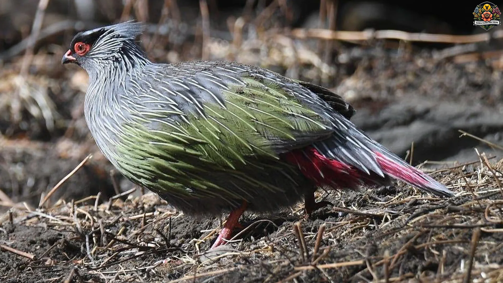 Keindahan Pegar Darah Terungkap dalam 5 Detail Bulu Berwarna Merah