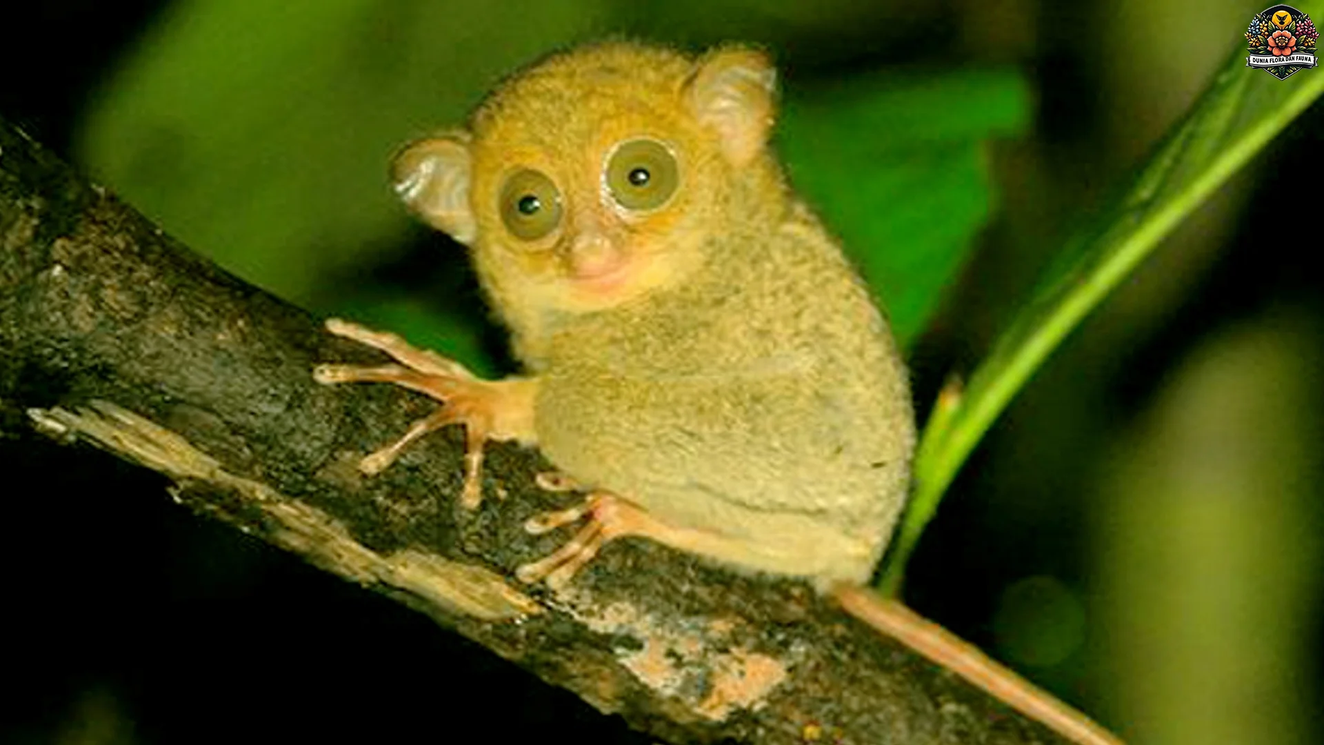 Tarsius Siau, 5 Perilaku Unik Yang Wajib Dicermati Pecinta Satwa