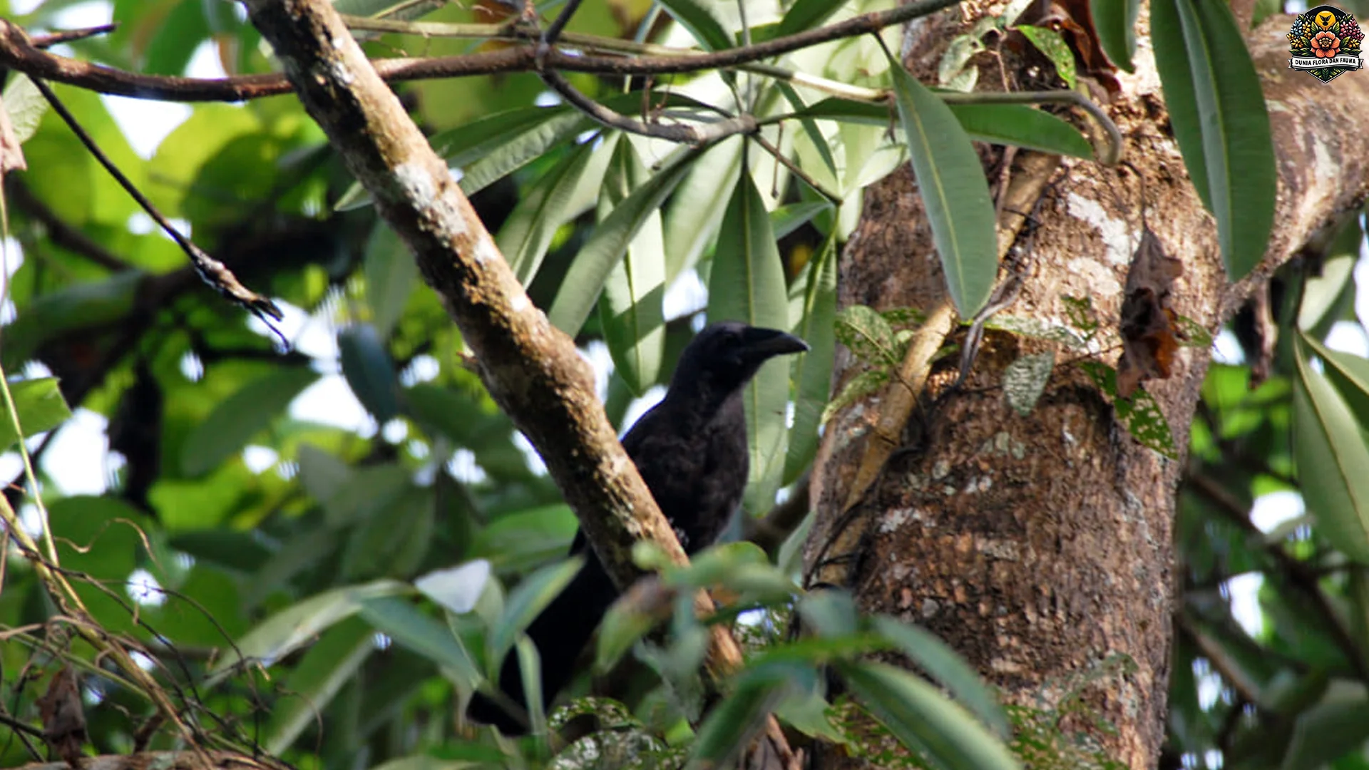 Gagak Flores, 4 Adaptasi Unik Yang Membuat Satwa Ini Istimewa