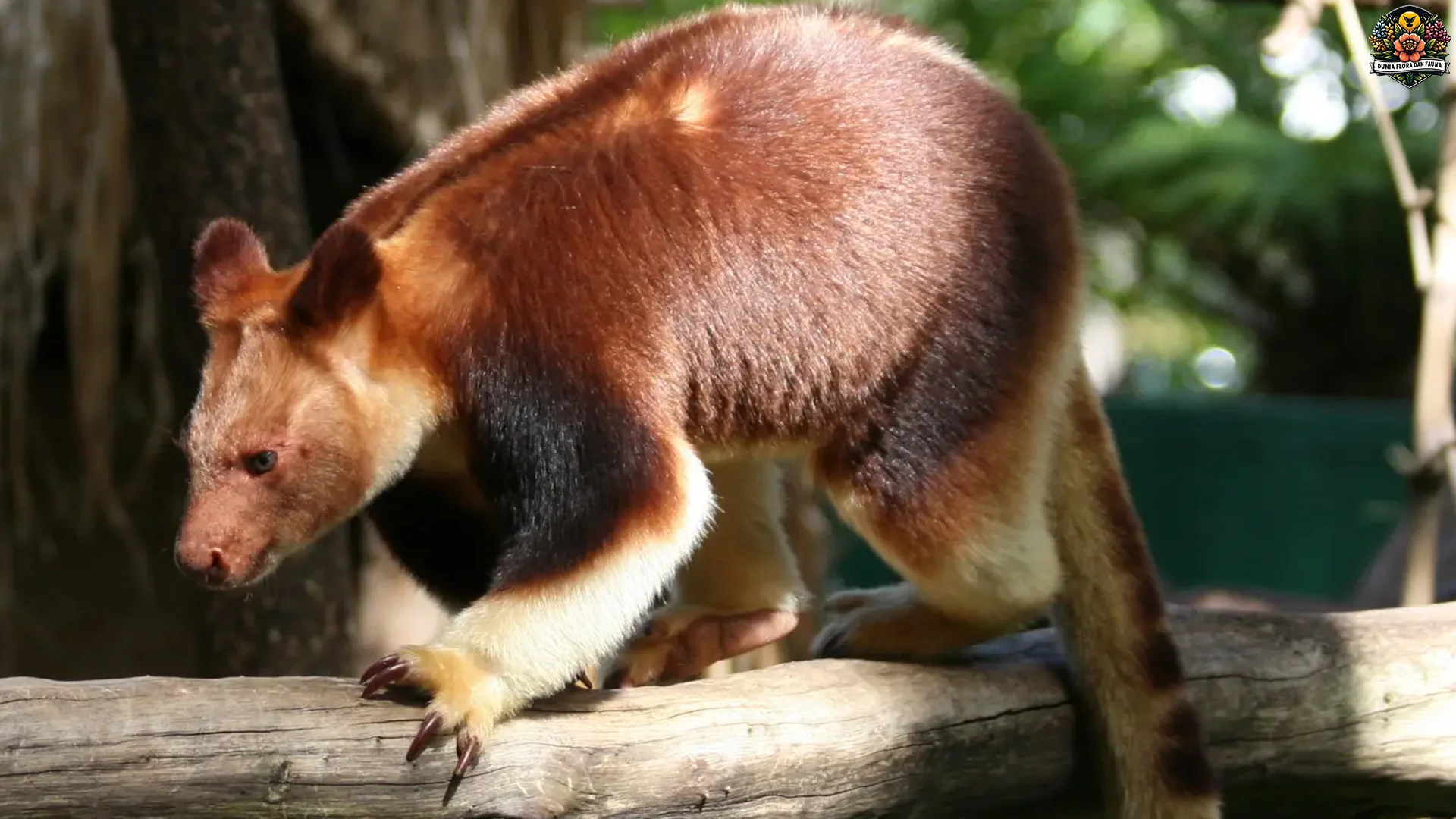 Unijo Goodfellow dan 4 Perilaku Lucu yang Sering Teramati di Alam