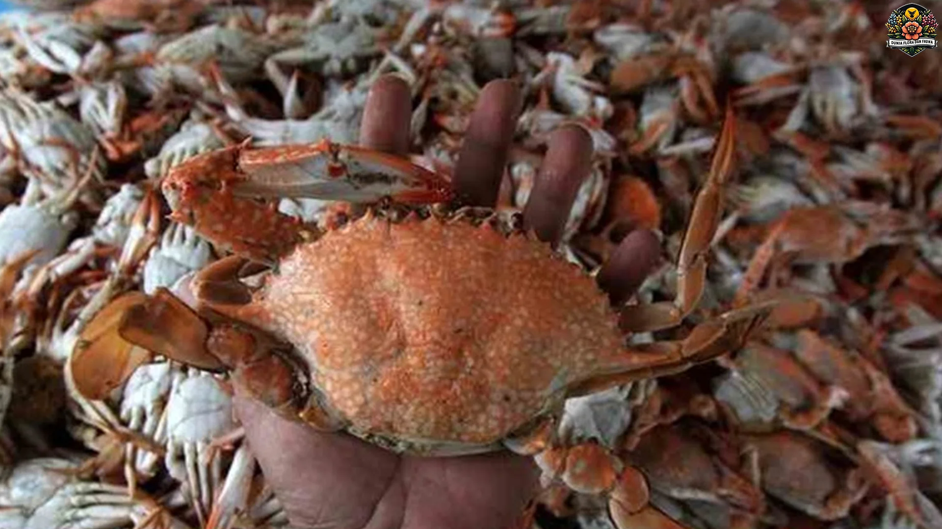 Dahi Gerigi Rajungan 4 Tajam, Ciri Unik vs Kepiting Bakau Lainnya