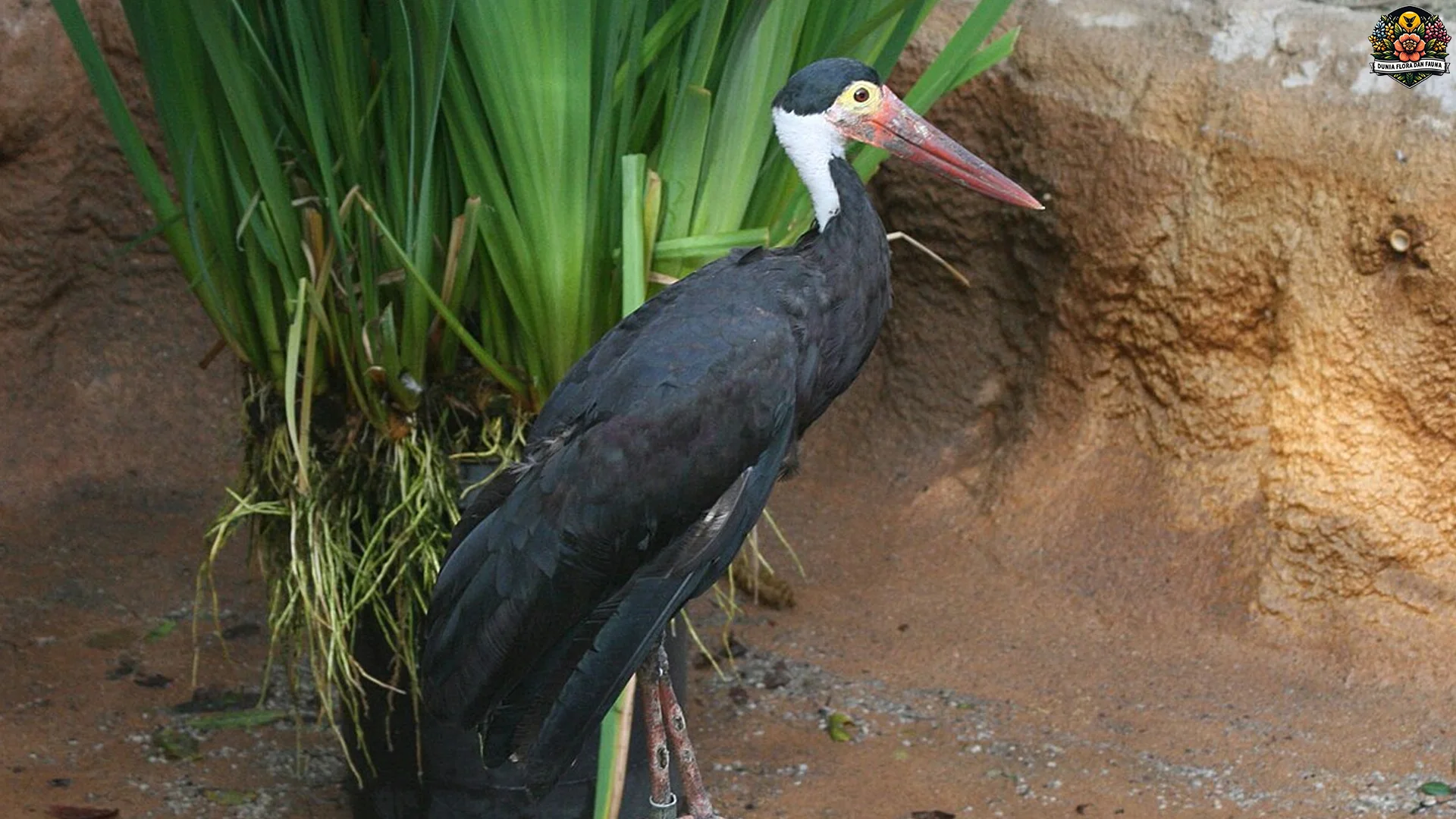 Perilaku Bangau Hutan Rawa Malam, Berburu 5 Jam di Rawa Gelap 2 Perilaku Bangau Hutan Rawa Malam, Berburu 5 Jam di Rawa Gelap