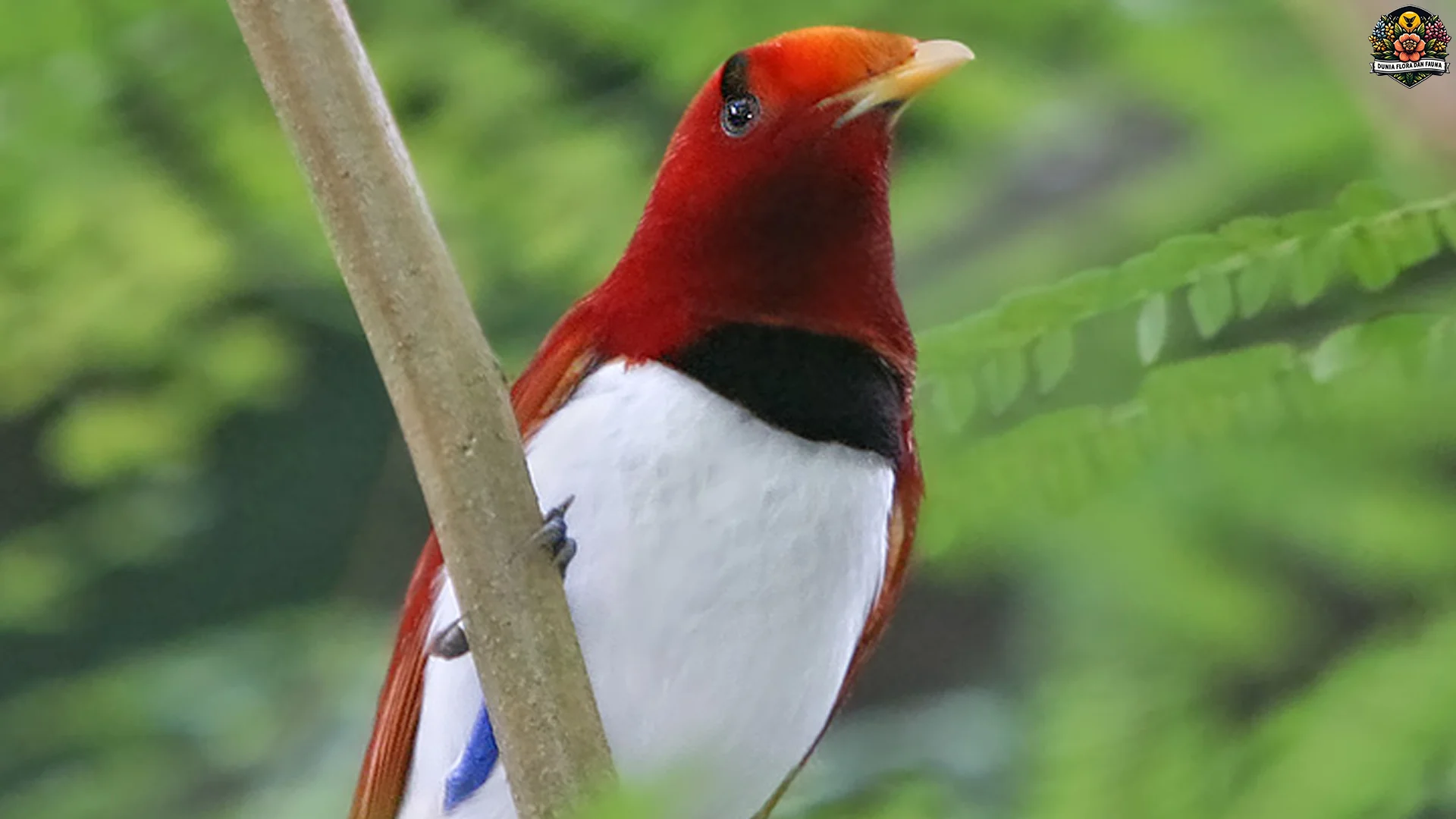 Keindahan Cenderawasih Raja Tampil Memukau dalam 4 Perilaku Unik