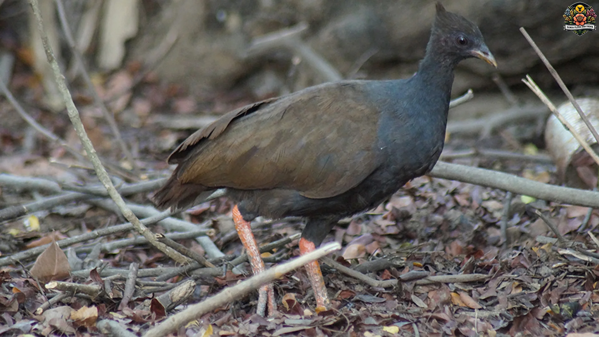 Burung Gosong Jantan Punya 3 Warna Ekor Cerah Saat Musim Kawin Tiba
