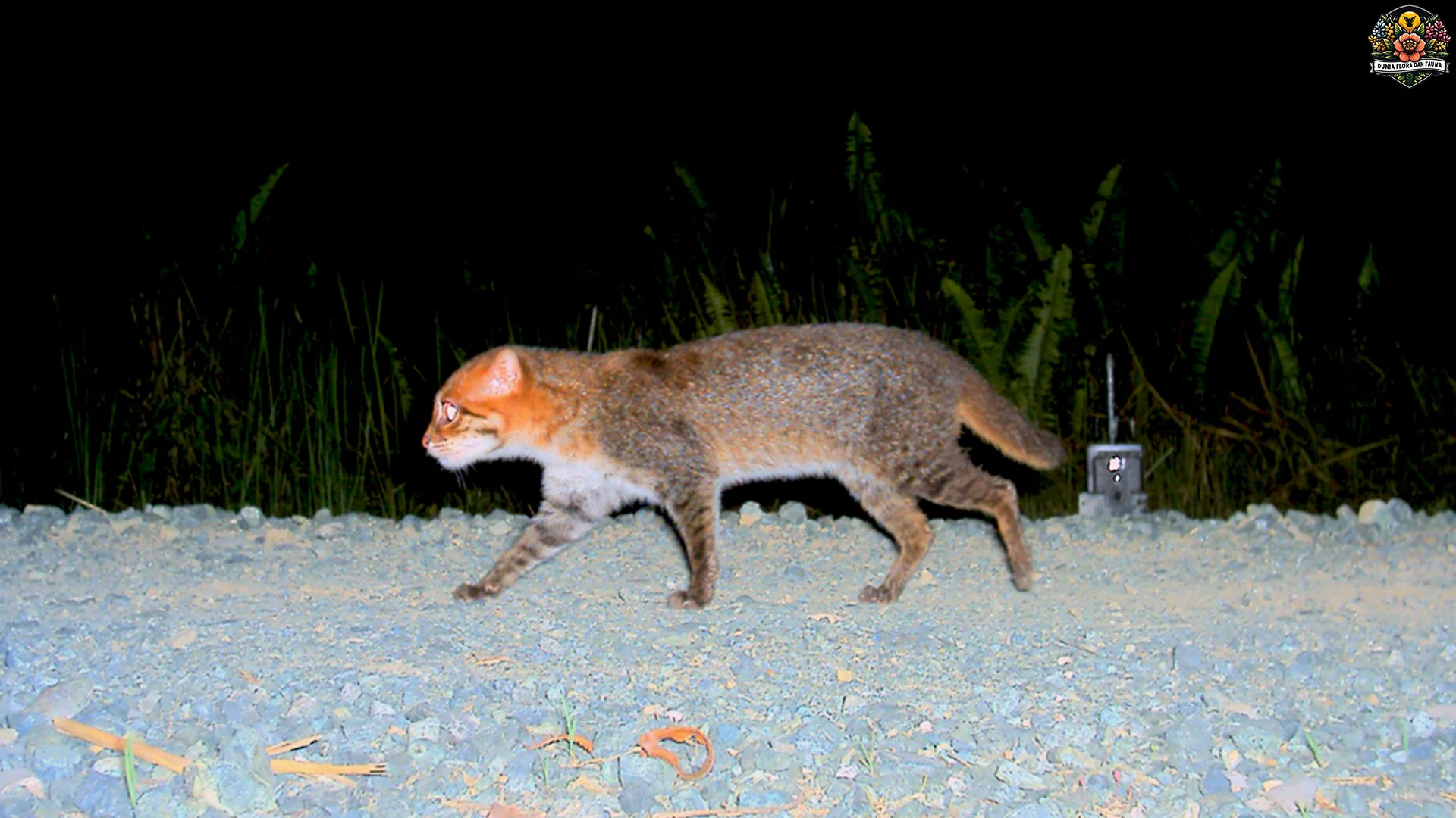 5 Tingkah Keren Kucing Tandang yang Bikin Kamu Melongo 1 5 Tingkah Keren Kucing Tandang yang Bikin Kamu Melongo