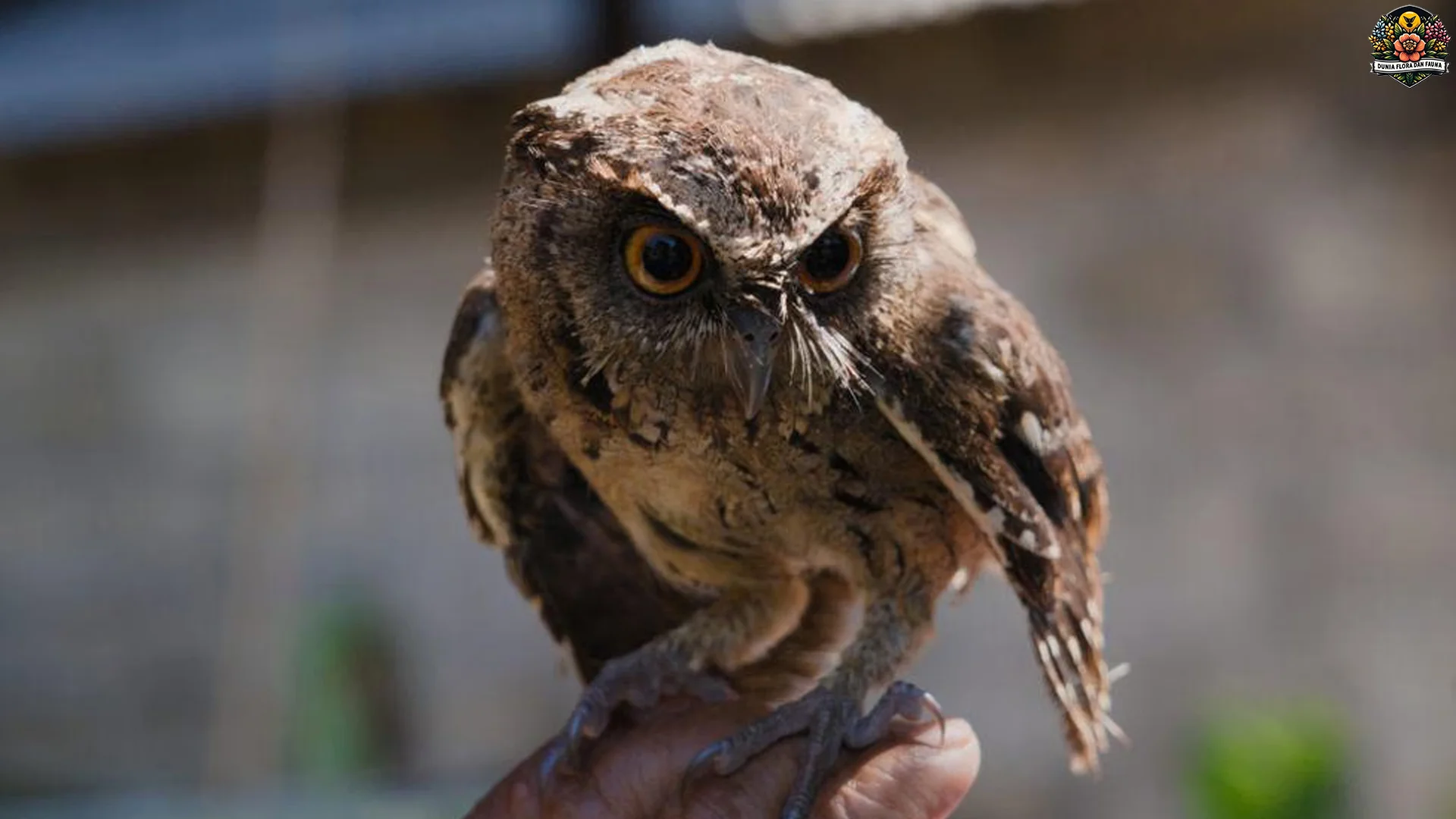 Burung Celepuk Reban Wajib 4 Spesies Burung Langka Tak Tergantikan 2 Burung Celepuk Reban Wajib 4 Spesies Burung Langka Tak Tergantikan