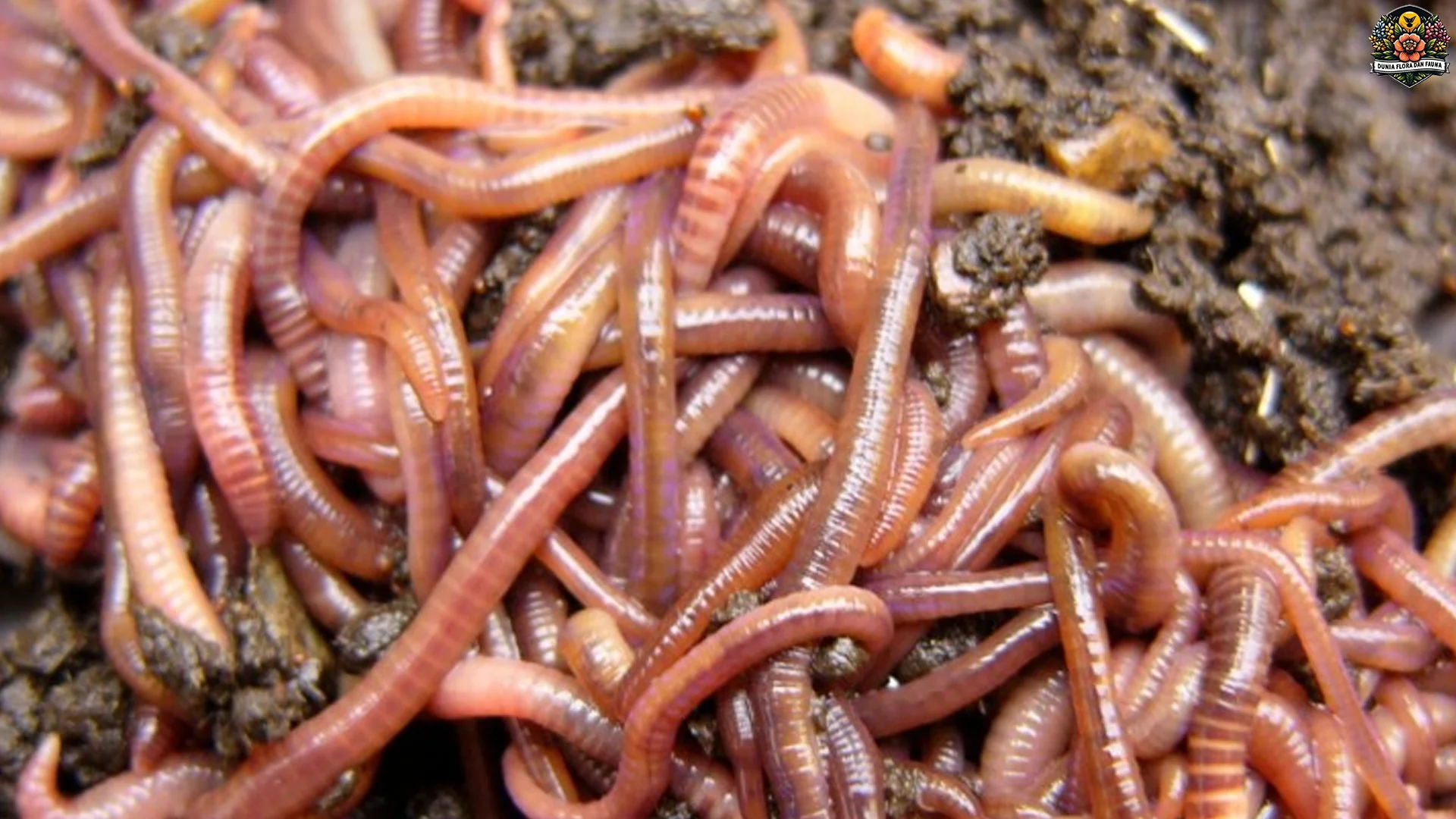 Cacing Tambang: Parasit Kecil Dengan 5 Habitat Unik Di Tanah Tropis 4 Cacing Tambang: Parasit Kecil Dengan 5 Habitat Unik Di Tanah Tropis
