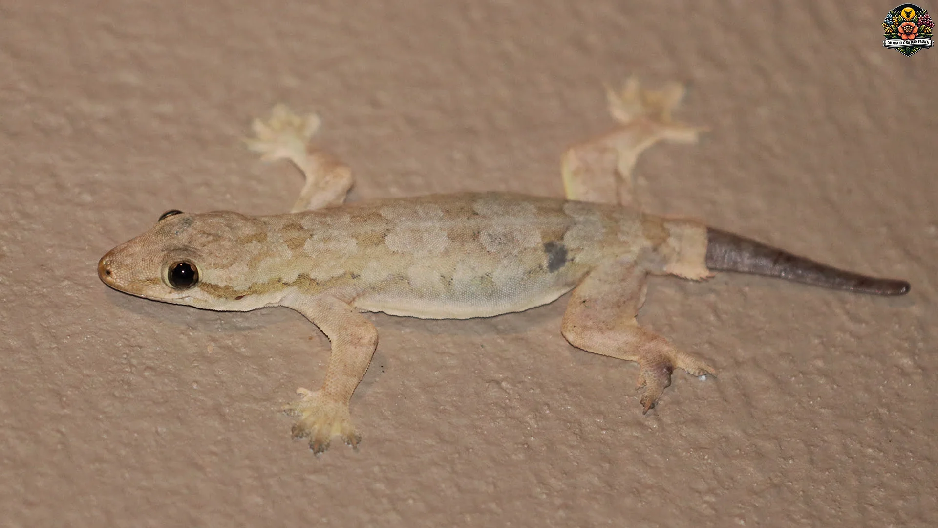 Cicak Gula Punya Gaya Hidup Unik 5 Alasan Jadi Spesies Menarik