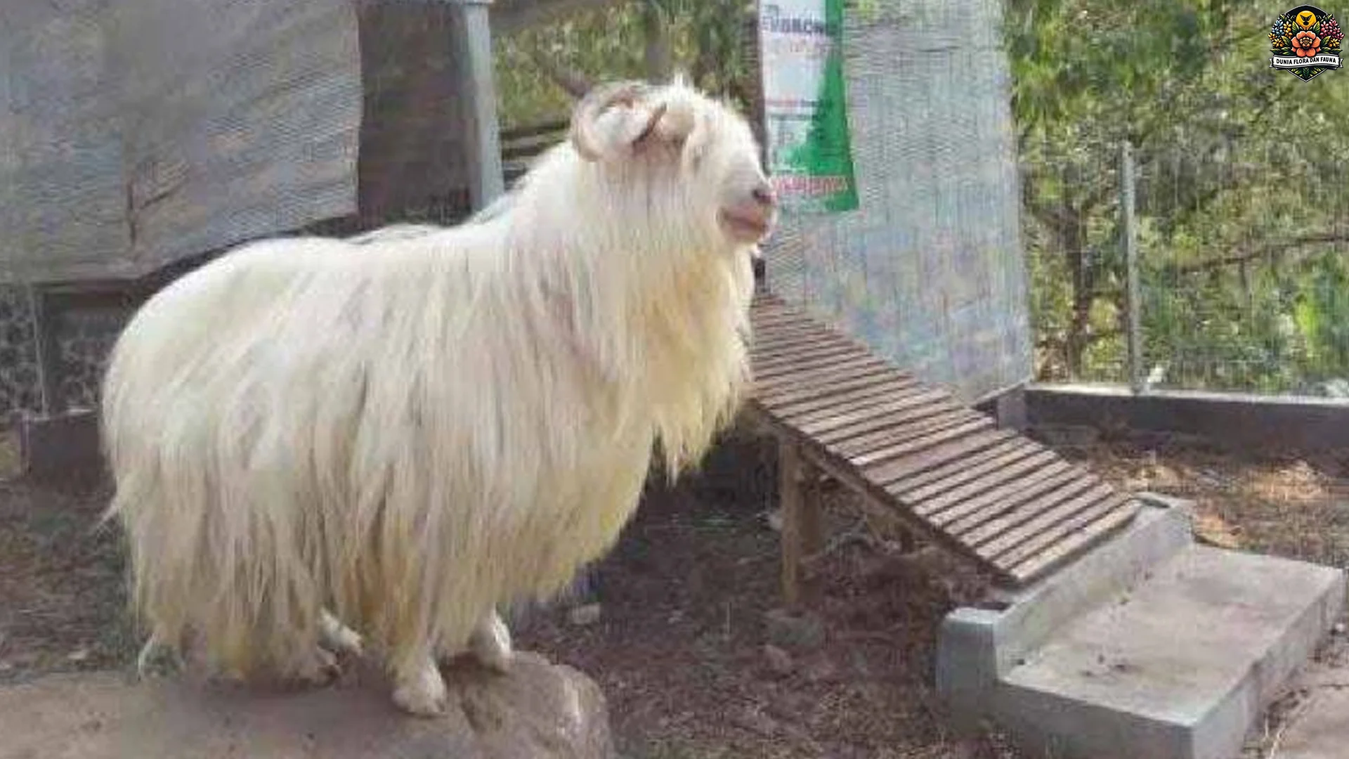 Konservasi Kambing Gembrong: 4 Upaya Selamatkan Ras Langka 1 Konservasi Kambing Gembrong: 4 Upaya Selamatkan Ras Langka