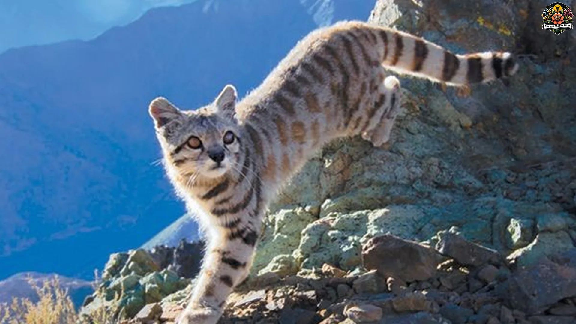 5 Daya Tarik Kucing Andes yang Buat Para Peneliti Kagum Parah 2 5 Daya Tarik Kucing Andes yang Buat Para Peneliti Kagum Parah