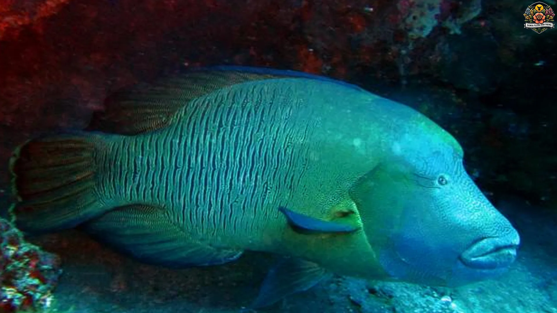 Evolusi Kepala Bengkak Napoleon: Rahasia Ukuran 2 Meter Jadi Legenda 2 Evolusi Kepala Bengkak Napoleon: Rahasia Ukuran 2 Meter Jadi Legenda