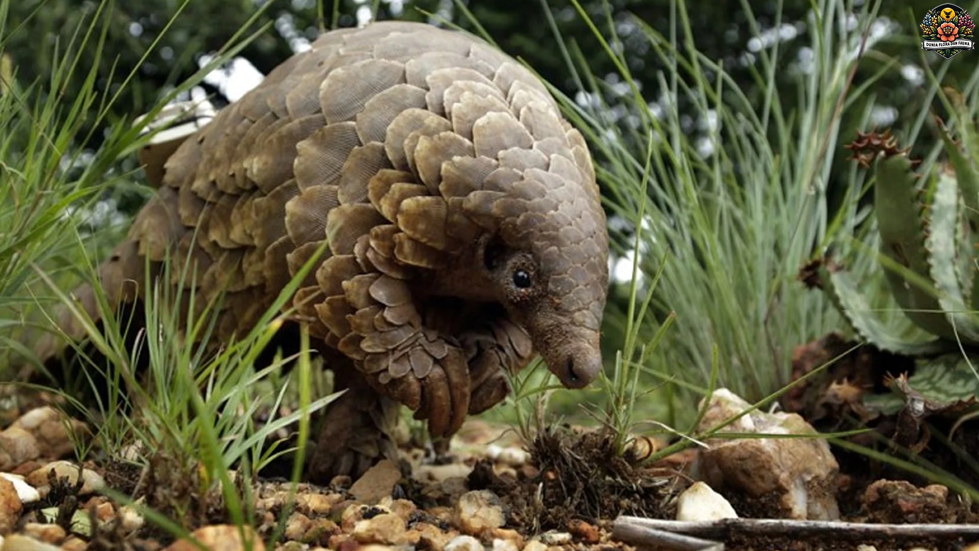 Pernah Denger? Trenggiling Sunda dengan 4 Kebiasaan Unik ini