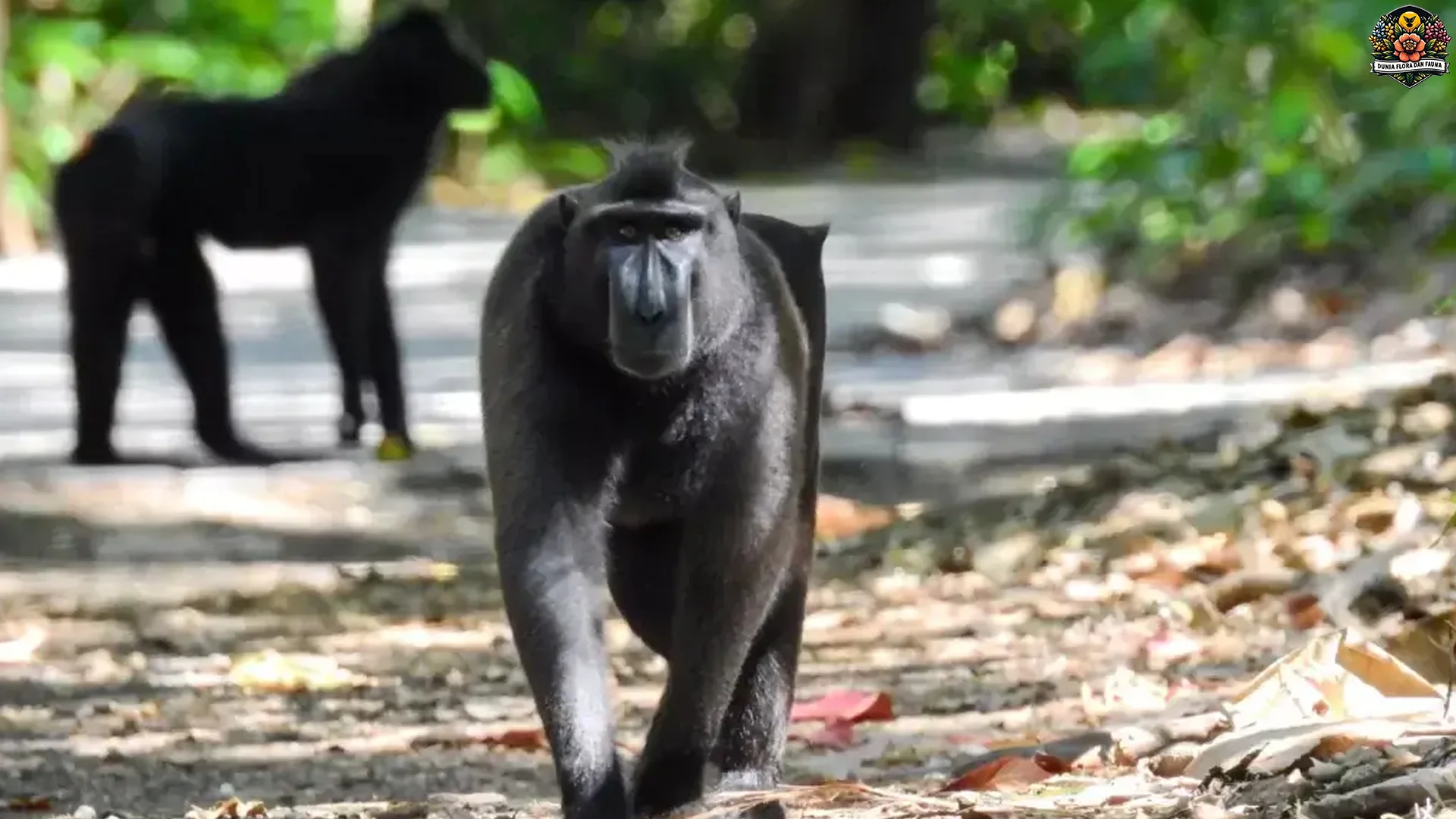 5 Momen Epik Monyet Yaki yang Bakal Bikin Lo Cinta Hewan Ini 1 5 Momen Epik Monyet Yaki yang Bakal Bikin Lo Cinta Hewan Ini