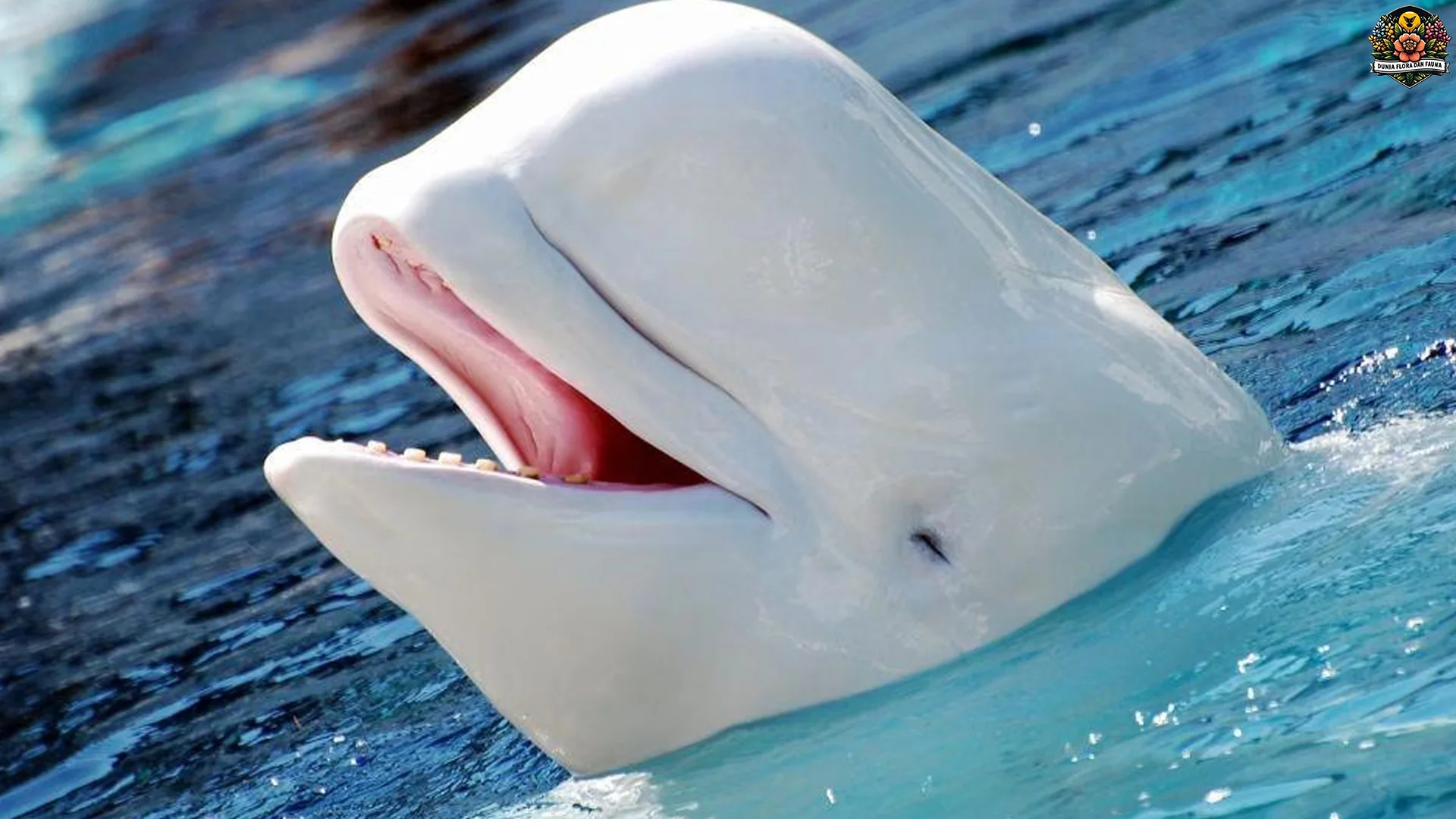 Kisah 5 Paus Beluga yang Sukses Jadi Icon Kelestarian Laut