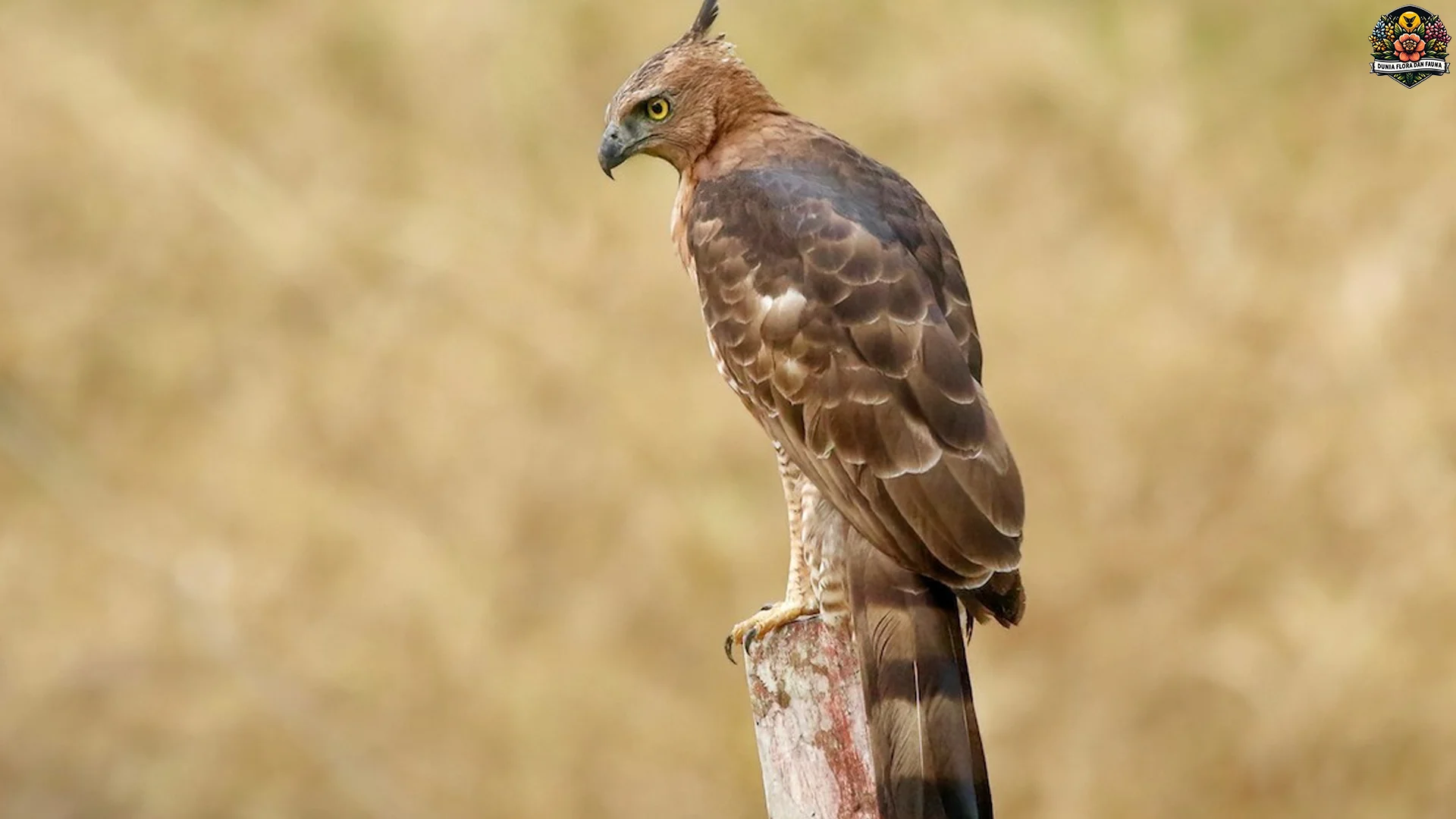 Mengupas 5 Daya Tarik Ekstra Elang Wallace di Dunia Burung 2 Mengupas 5 Daya Tarik Ekstra Elang Wallace di Dunia Burung