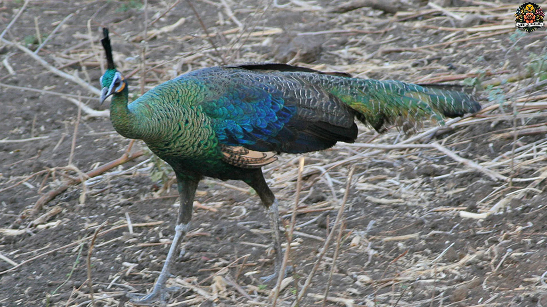 Perilaku Merak Hijau Waspada, 4 Aktivitas Harian Berjalan 70% Gila 1 Perilaku Merak Hijau Waspada, 4 Aktivitas Harian Berjalan 70% Gila