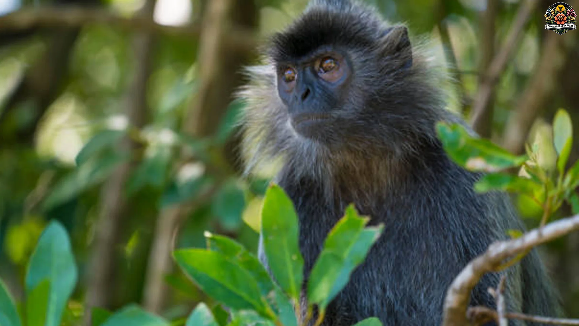 4 Ciri Fisik Lutung Kelabu Yang Membedakannya Dari Primata Lain 1 4 Ciri Fisik Lutung Kelabu Yang Membedakannya Dari Primata Lain