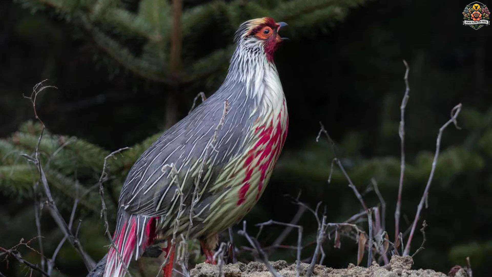 Keindahan Pegar Darah Terungkap dalam 5 Detail Bulu Berwarna Merah